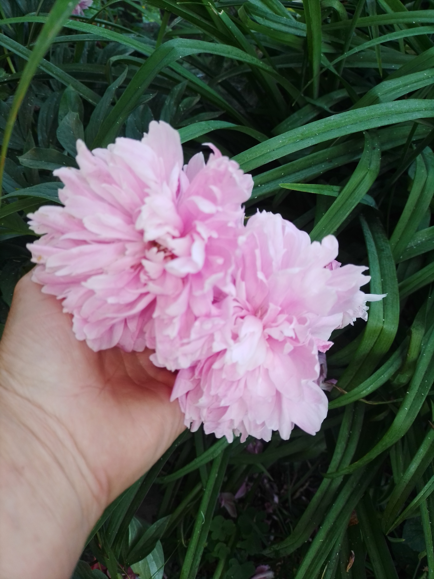 An overhead shot captures a hand holding two pink peonies against a backdrop of lush green foliage. The hand is positioned in the lower-left quadrant of the image and is gently cradling the delicate flowers. The peonies, with their ruffled petals, are the focal point of the image. The background consists of dark green leaves, some of which are long and slender, others broader and more rounded. The scene appears to be outdoors, with natural light illuminating the subjects. The image was taken in Ustyvytsia, Ukraine.