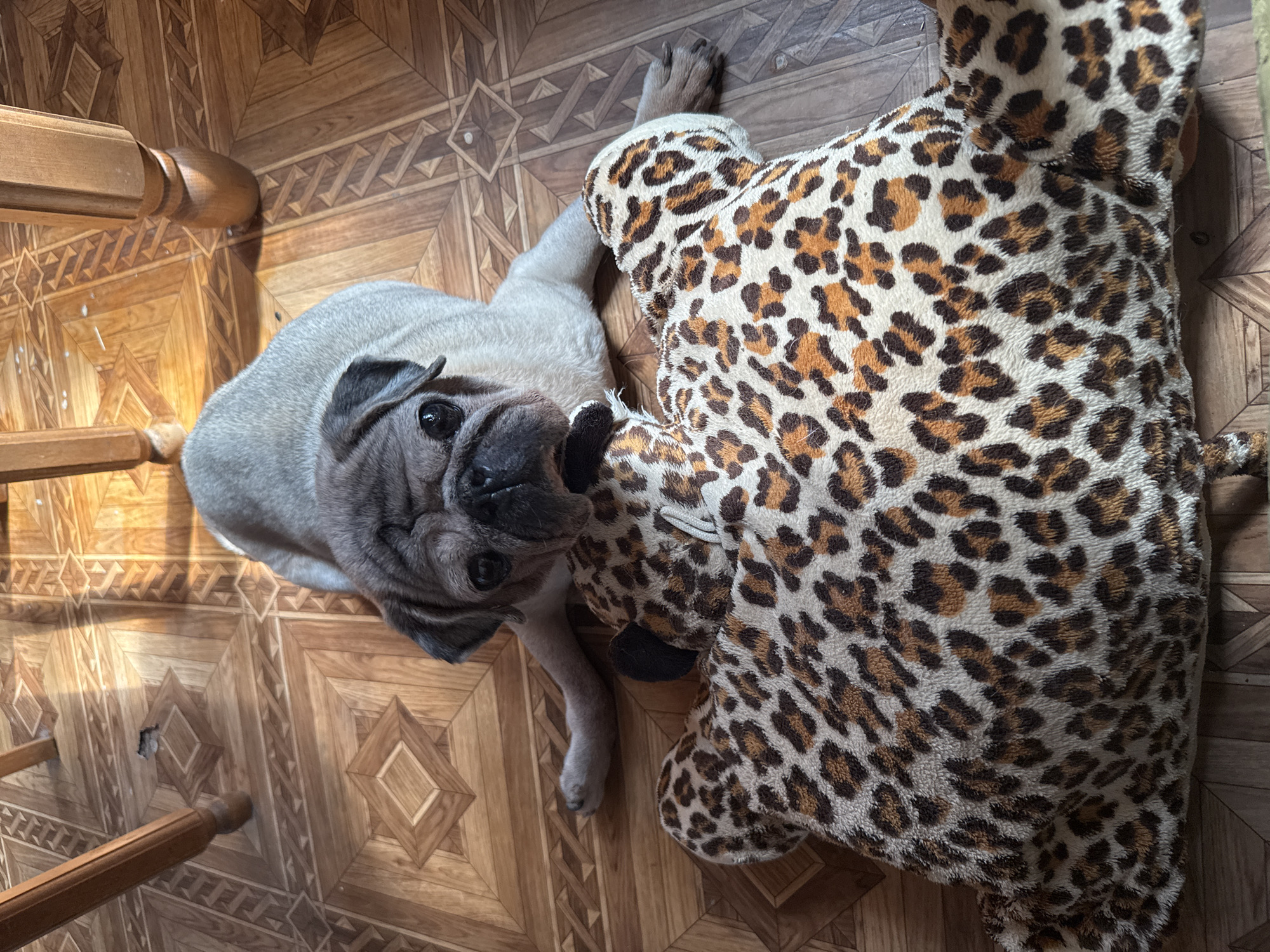 The image shows a pug dog lying on a wooden floor next to a large, leopard-print stuffed animal. The pug is light brown with dark wrinkles around its face and dark eyes. It is looking directly at the camera. The stuffed animal is predominantly beige and brown with a leopard print pattern. The floor is made of wooden planks with an intricate geometric pattern. The scene appears to be indoors, possibly in a residential setting. No specific location in Fastovetskaya, Russia, can be determined from the image.