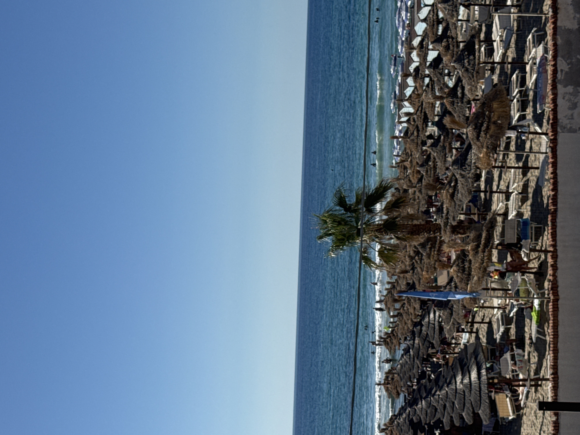 A wide-angle, eye-level shot captures a bustling beach scene under a clear blue sky. The foreground features rows of straw umbrellas providing shade over lounge chairs on a sandy beach. People are scattered amongst the umbrellas, some reclining on chairs, others standing or walking. Beyond the beach, the turquoise Mediterranean Sea stretches to the horizon, dotted with small waves and a few people swimming or wading in the water. A single palm tree stands prominently on the beach, adding a tropical feel. In the distance, a line of beach huts with white and blue striped awnings is visible. The image conveys a lively atmosphere of a popular seaside resort. The scene is consistent with the typical appearance of beaches in Isola delle Femmine, Italy, known for its sandy shores and clear waters.
