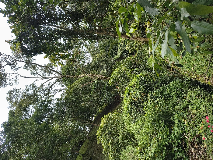 Lush greenery dominates the scene. A dense forest canopy intertwines overhead, filtering sunlight. The ground is covered in thick undergrowth, including various shrubs, plants, and some visible red flowers in the foreground. The overall impression is that of a vibrant and thriving natural environment.