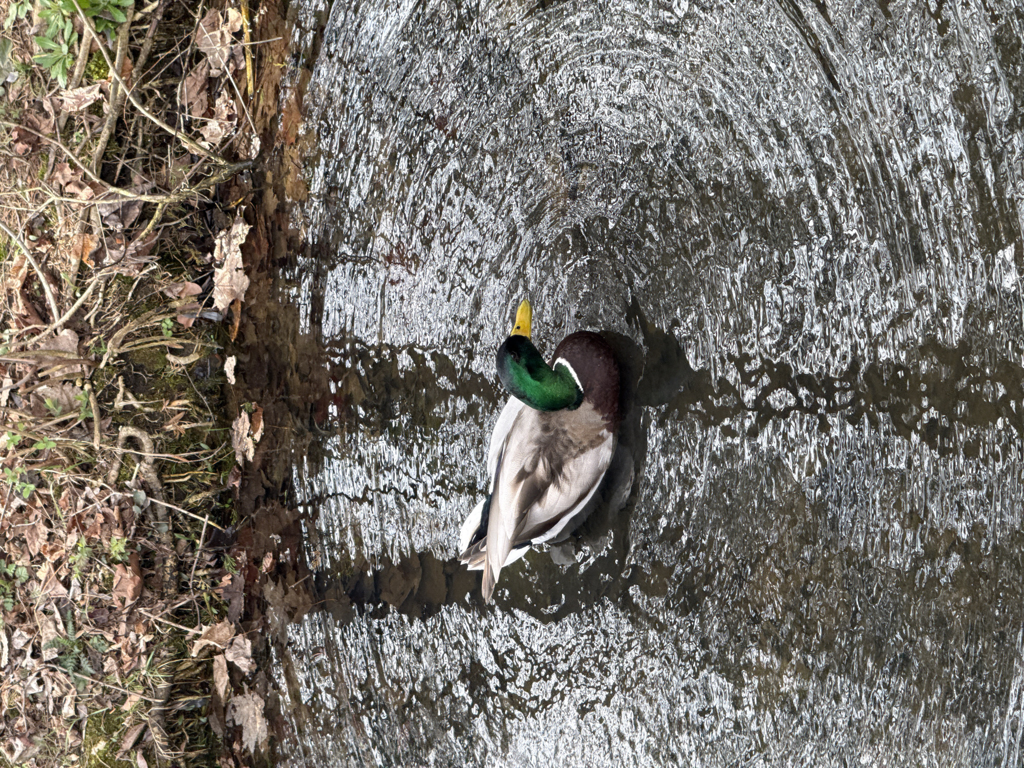 The image depicts a male mallard duck (Anas platyrhynchos) swimming in a stream or shallow river. The duck is positioned in the center of the frame, with its head turned back towards its body. The water is clear with a textured surface of ripples and currents. The left edge of the frame shows the bank of the waterway, covered in vegetation, including dead leaves, twigs, and some green plants. Based on the landscape, it's likely a natural setting within Powell, Ohio, United States. The time of year appears to be late fall or early spring based on the vegetation.
