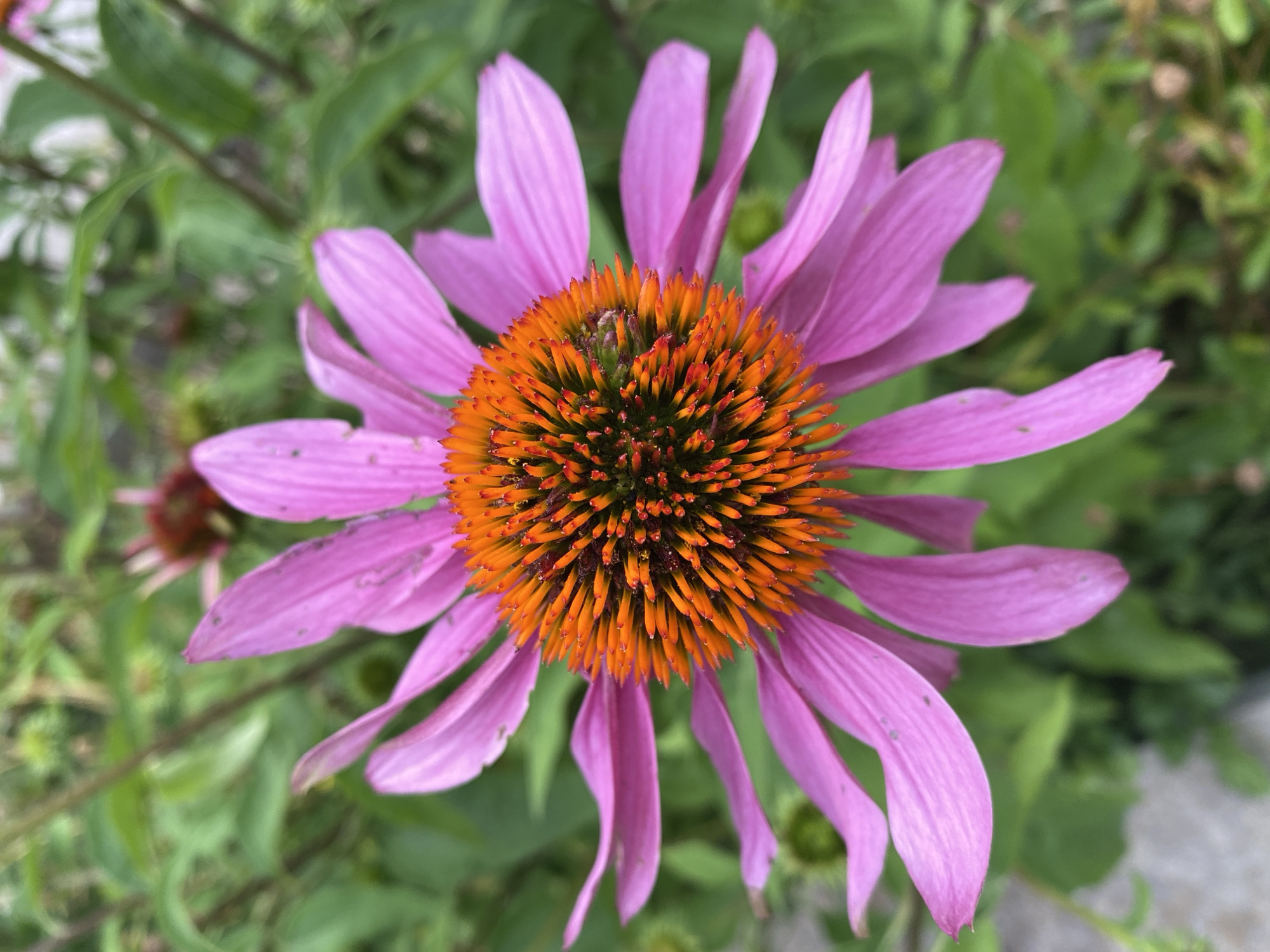A close-up, eye-level shot captures a pink coneflower in bloom, its vibrant petals fanning out from a prominent, spiky orange and dark brown center. The flower is positioned slightly off-center to the right, with its drooping petals drawing the viewer's eye towards the detailed texture of its central cone. A small, light-colored insect, possibly a bee, is visible on the lower right side of the flower's center, engaged in pollination. The background consists of lush, out-of-focus green foliage, suggesting a garden or natural setting. The lighting is bright, indicating daylight, and the overall impression is one of natural beauty and active life. The image appears to be taken outdoors, likely in a garden or park environment, and while no specific landmarks are visible, the vegetation suggests a temperate climate. Given the prompt specifying Sainte-Anne-de-Bellevue, Canada, this scene could be within the city's botanical gardens, parks, or residential areas with well-maintained gardens during the blooming season.