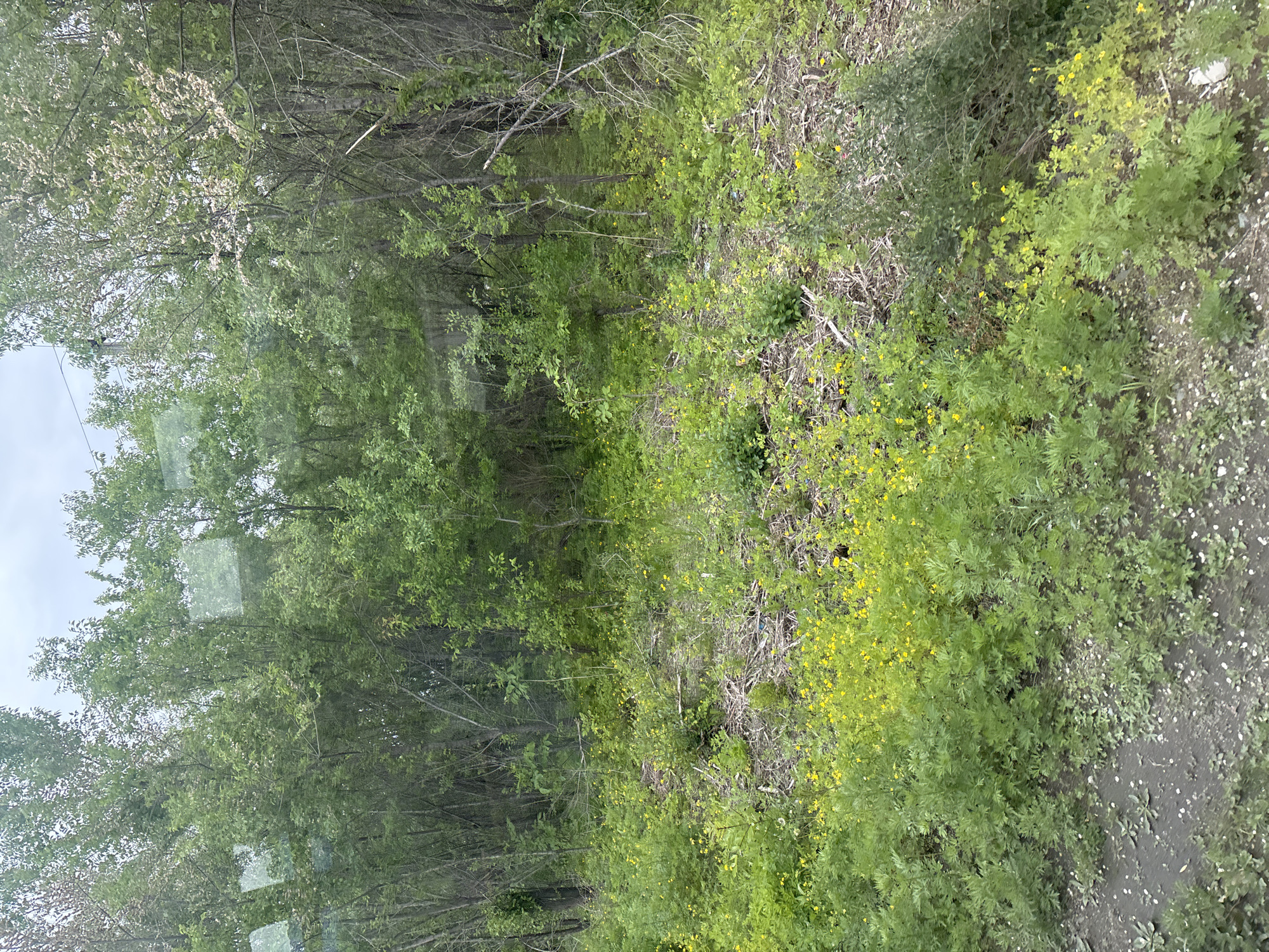 The image displays a dense, green natural landscape, rotated 90 degrees counter-clockwise, depicting a view likely from a window or vehicle.
In the foreground (appearing on the right side of the rotated image), patches of dark soil are visible, interspersed with vibrant green plants and numerous small, bright yellow flowers, suggesting spring or early summer. Some areas here are covered with dry, light-colored twigs and debris.
The midground transitions into a thick growth of shrubs and younger trees, densely covered in green foliage, with more yellow flowers scattered throughout. Further back (to the left in the rotated image), a forest or wooded area is visible, characterized by numerous trees with varying shades of green leaves. Some trees, particularly in the upper left section of the rotated image, show lighter, possibly white or pale green, blossoms or new growth. Tree trunks are mostly obscured by the dense canopy.
A small portion of an overcast, bright sky is visible in the upper left corner of the original image (which would be the top in a correctly oriented view). Reflections, possibly from a window or glass, are noticeable across the image, particularly in the upper left and central areas.
The scene appears to be set during daytime on an overcast day, with soft, diffused lighting. No people, animals, or discernible man-made objects (other than the implied barrier causing reflections) are present. No text is visible.
