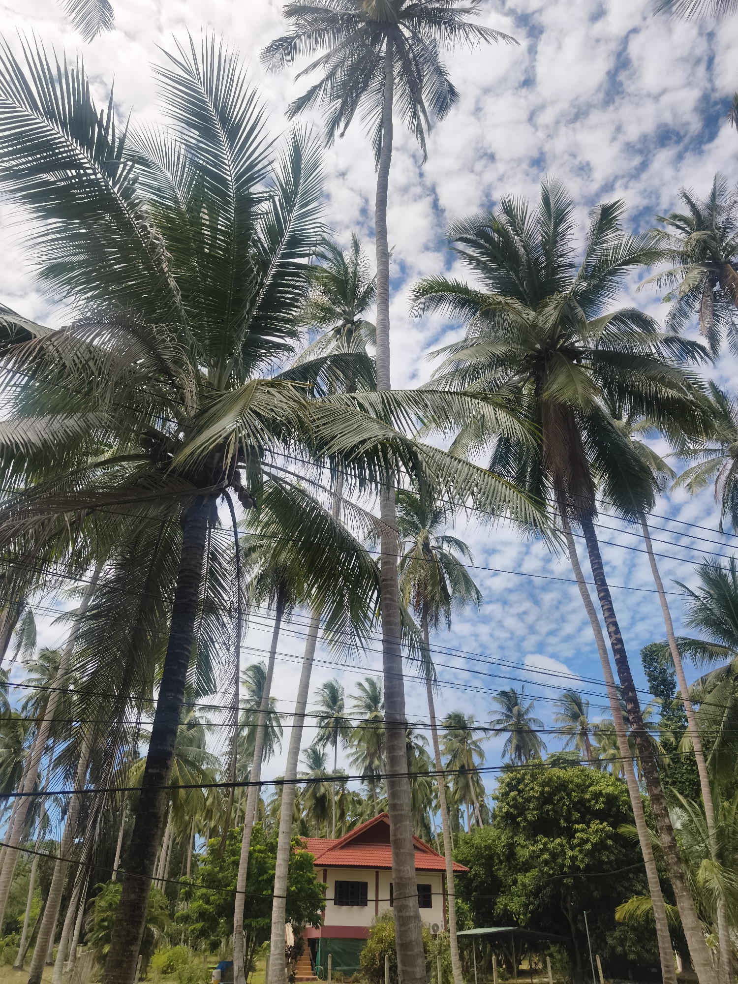 In the city of Ko Samui District, Thailand, a low-angle shot captures a cluster of tall, slender palm trees against a backdrop of a bright blue sky dotted with fluffy white clouds. The palm fronds, a deep green, fan out overhead, with some appearing dry and brown. Several power lines crisscross the frame horizontally, adding a man-made element to the tropical scene.
Towards the lower right of the image, a portion of a building is visible. It features a red, terracotta-tiled roof and a light-colored facade with dark-trimmed windows. A set of orange stairs leads up to an entrance. Surrounding the building and stretching into the background are more palm trees of varying heights and densities, as well as lush green foliage. The overall impression is one of a tropical, possibly residential, area.