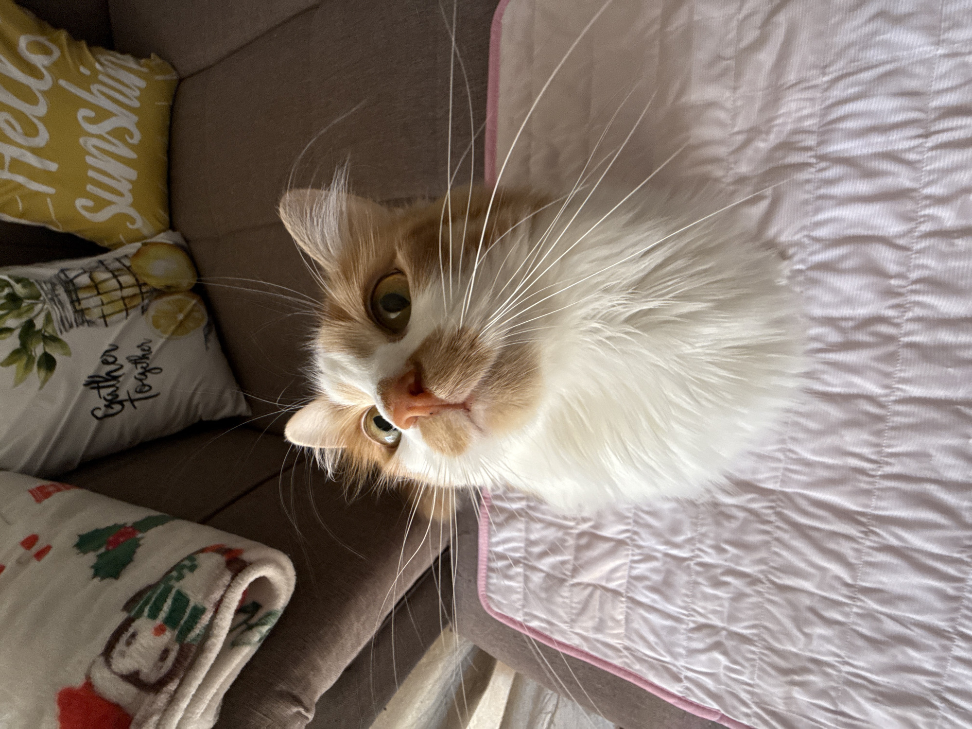 The image shows a close-up, overhead view of a long-haired orange and white cat lying on a pink quilted blanket. The cat's head is tilted, and it is looking directly at the camera with large, green eyes. Its whiskers are prominent and spread wide. The cat has orange patches on its face and ears, with white fur covering its chest and body.
To the left of the cat, a portion of a brown couch is visible. On the couch, there are two decorative pillows. The upper pillow is yellow with white text that appears to say "Hello Sunshine." Below it, another pillow has a design of lemons in a basket and text that reads "Gather Together." A folded, festive blanket with a pattern of holly and cartoon penguins is also on the couch. The lighting suggests it is daytime, possibly indoors. The overall mood conveyed is one of comfort and domesticity.
