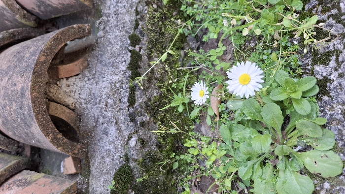 This image depicts an outdoor ground-level scene in Boreti, Montenegro. The foreground is characterized by natural growth, featuring two common daisies (Bellis perennis) with white petals and yellow centers, prominently positioned on the lower-right and mid-left. These flowers are interspersed among various green herbaceous plants and weeds, including a large rosette of broad green leaves on the lower-left. This vegetation grows from crevices within a rough, textured grey concrete or stone surface, which shows signs of dirt and moisture.
Immediately behind this ground level is a horizontal band of coarse, dark grey concrete or stone, heavily colonized by patches of dark green moss and smaller vegetative growth. The background reveals several weathered, semi-cylindrical terra cotta roof tiles. These tiles are reddish-brown, exhibiting significant surface discoloration, grime, and signs of age, including some adhering moss or lichen. They are arranged horizontally, partially embedded within or resting upon a lighter, rough cementitious material, with fragmented pieces of similar reddish-brown material visible among them. No individuals, specific actions, or direct interactions are observed within the frame.