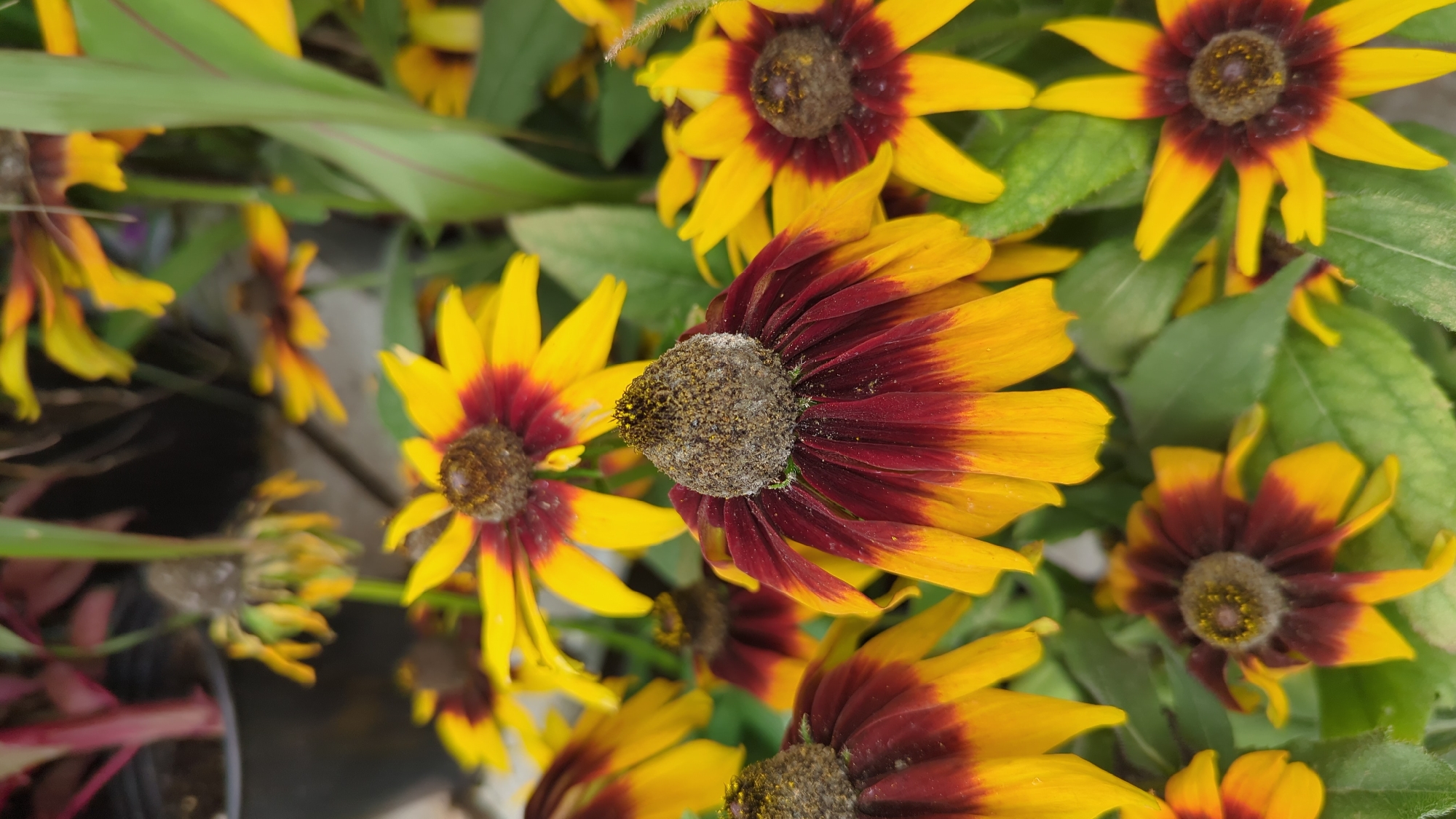 A close-up shot of several black-eyed Susan flowers. The flowers have bright yellow petals with a dark reddish-brown center. The petals are long and pointed, and some are beginning to droop. The flowers are surrounded by green leaves. The image is taken outdoors, likely in a garden or park. The background is blurred, but appears to be a wooden surface. The photograph does not contain any people, nor any identifiable landmarks that would indicate a specific location within Laval, Canada.