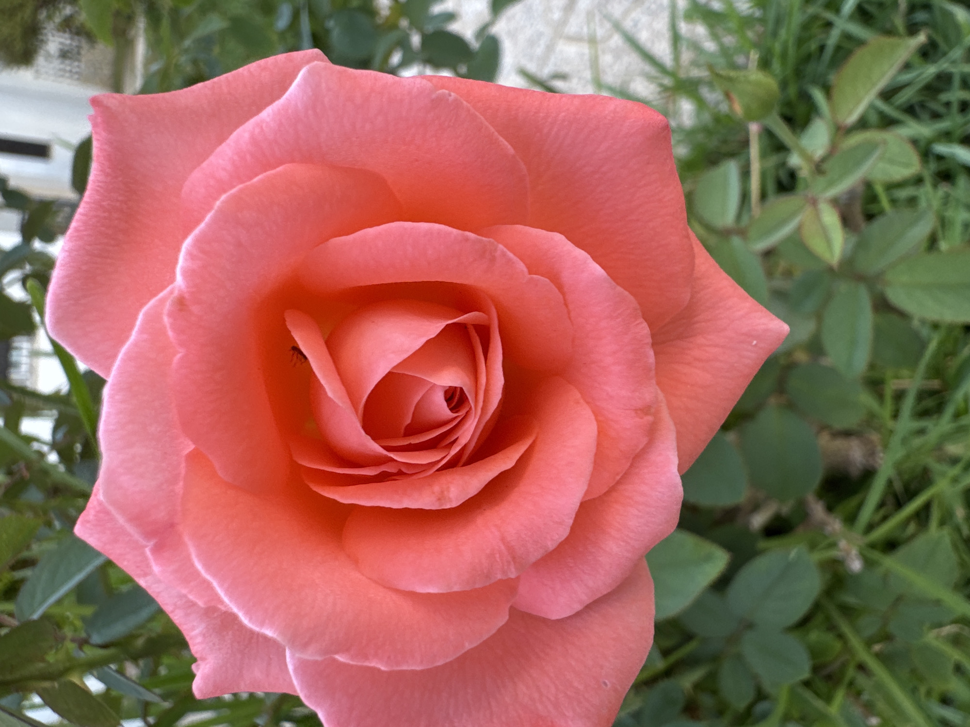 The image shows a close-up, head-on view of a vibrant coral-pink rose in full bloom. The rose's petals are layered and unfurling, revealing a tightly coiled center. A tiny, dark insect is visible on one of the inner petals. The rose is surrounded by lush green leaves and grass. In the blurred background, a light-colored path or patio and a building with a dark window are faintly discernible, suggesting an outdoor setting, likely a garden or park. The image does not contain any specific landmarks or features that would allow for precise identification of its location within Torrevieja, Spain.