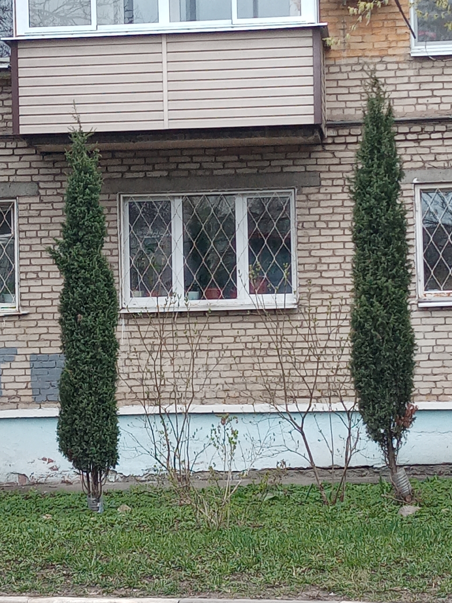 The image shows a brick building with windows protected by diamond-patterned security grilles. Two columnar evergreen trees flank the window area, partially obscuring the facade. Between the trees are leafless shrubs or small trees. The ground is covered in green grass with some bare patches. A horizontal painted blue band runs along the base of the building. Based on the reference, the location is likely within the city of Elektrostal, Russia. The image presents a static outdoor scene of a building exterior.