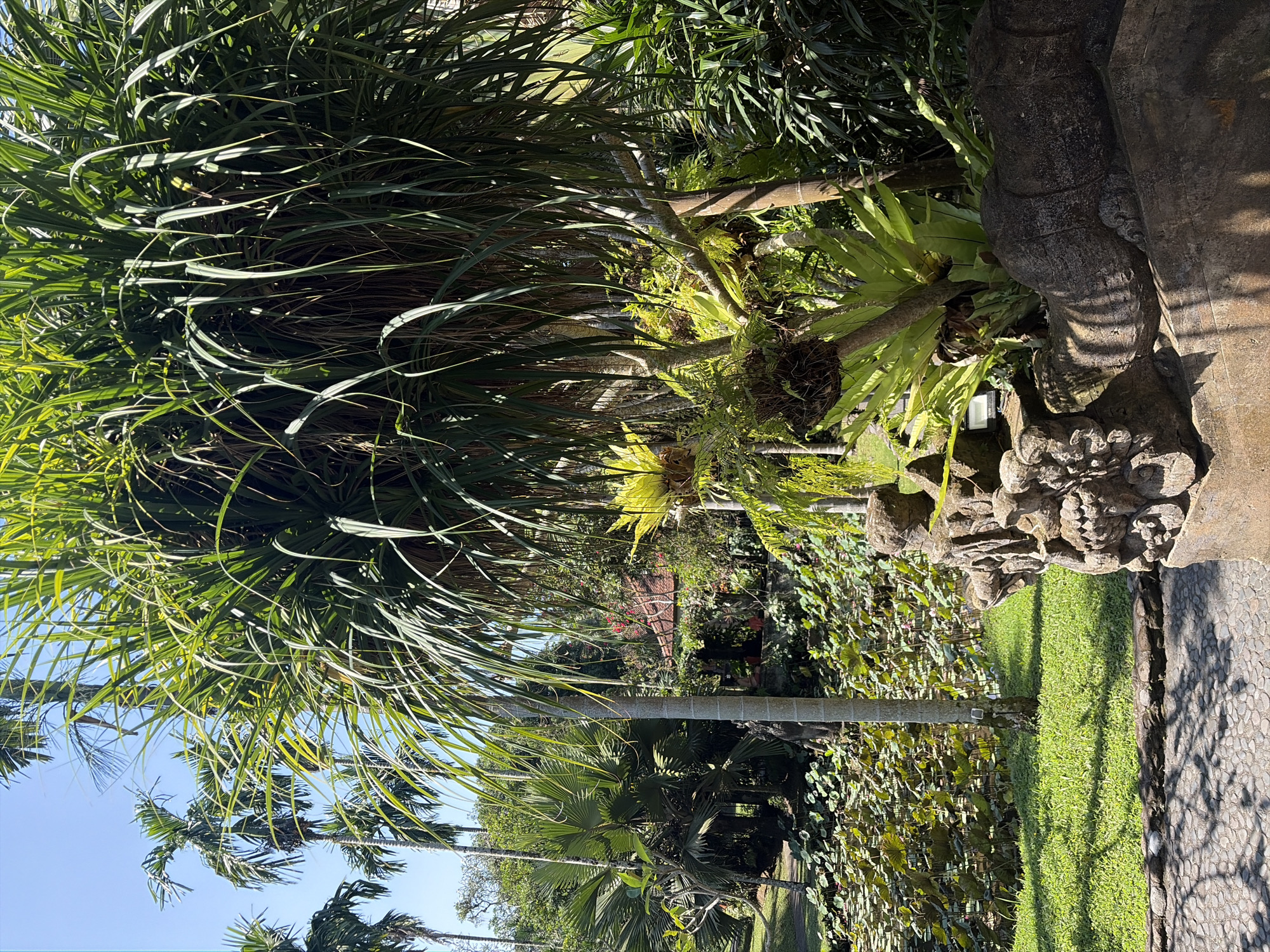 The image depicts a lush, tropical garden scene. In the foreground, to the right, a sculpted stone statue of a creature, possibly a dragon or mythical beast, lies partially in shadow. To the left of the statue, a textured stone pathway, made of small pebbles, is visible, casting dappled shadows from overhead foliage.
Behind the statue and pathway, the environment opens up to a verdant landscape. A large, dense pandanus tree dominates the upper right portion of the frame, its long, strap-like leaves hanging downwards. To the left and in the mid-ground, palm trees are prominent, reaching towards a clear blue sky.
Further into the mid-ground, a pond or water feature is filled with numerous green lily pads. In the background, hints of buildings with terracotta roofs are nestled among the trees. Various other tropical plants and foliage, including ferns and what appear to be bromeliads, are scattered throughout the scene, creating a rich and varied texture. The lighting suggests it is daytime, with bright sunlight illuminating the vegetation. The overall impression is one of a tranquil, well-maintained tropical garden.