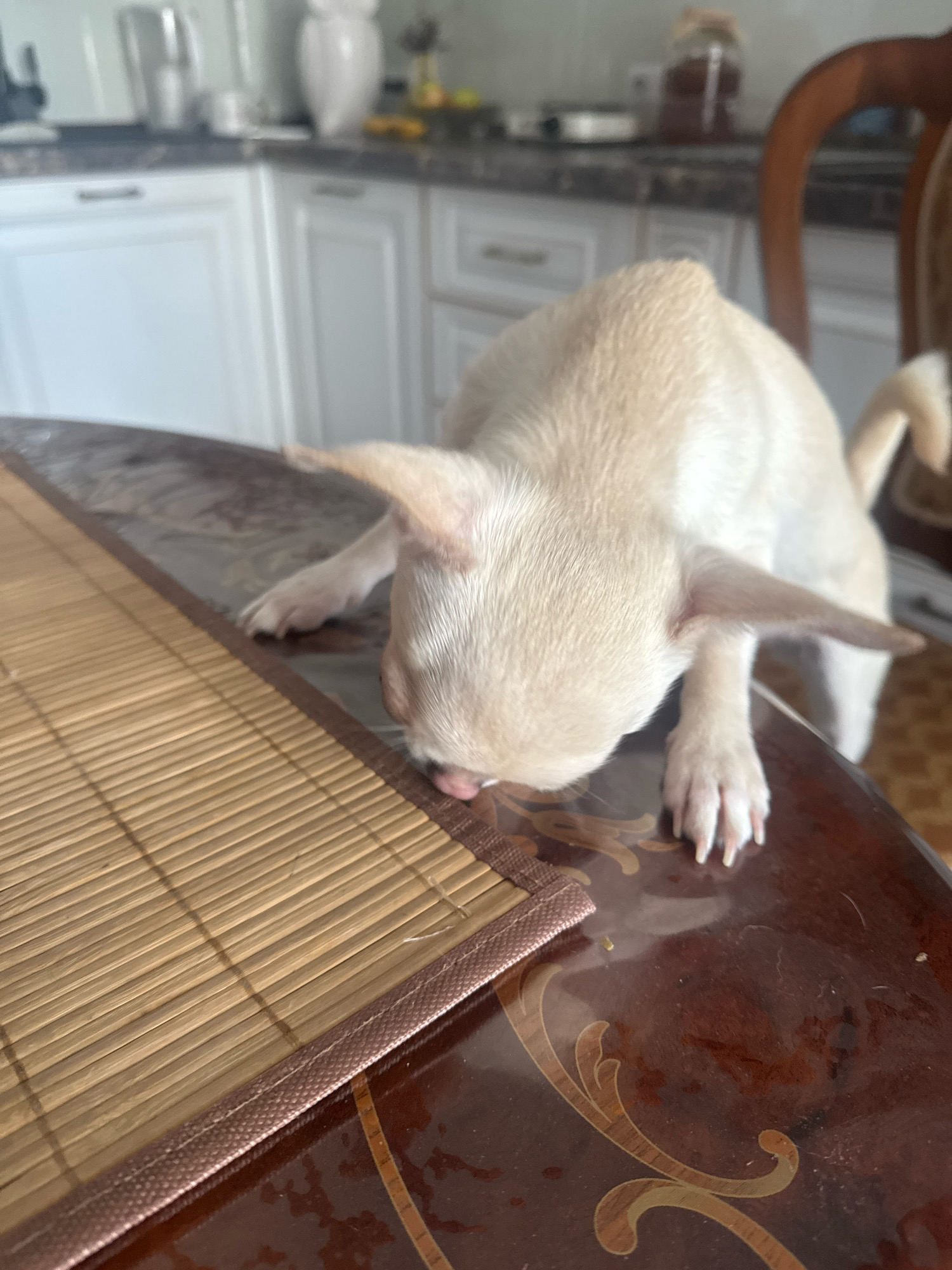 A light-colored chihuahua puppy is licking the surface of a dark brown, polished wooden table. The puppy's head is down, and its tongue is visible. A portion of a bamboo placemat is on the left side of the table. The background is slightly blurred, showing kitchen cabinets and a chair. The location is not identifiable as Novosibirsk, Russia.