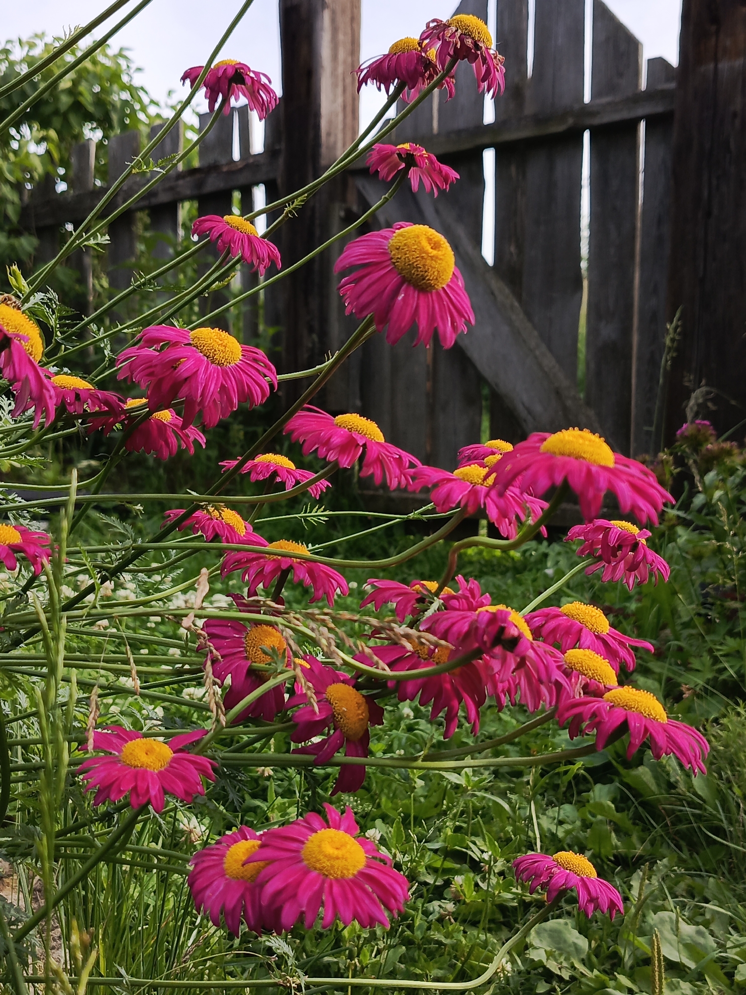 The image depicts a cluster of bright pink daisy-like flowers with yellow centers, set against a backdrop of a weathered wooden fence and lush green foliage. The flowers are in various stages of bloom, with some fully open and others beginning to wilt. The scene appears to be in a garden or yard. There are no people or animals visible in the image. The overall impression is one of natural beauty and a slightly unkempt, rustic setting. The location of Kauchuk Stantsiya, Russia is not discernible from the image itself; this information has been provided externally.