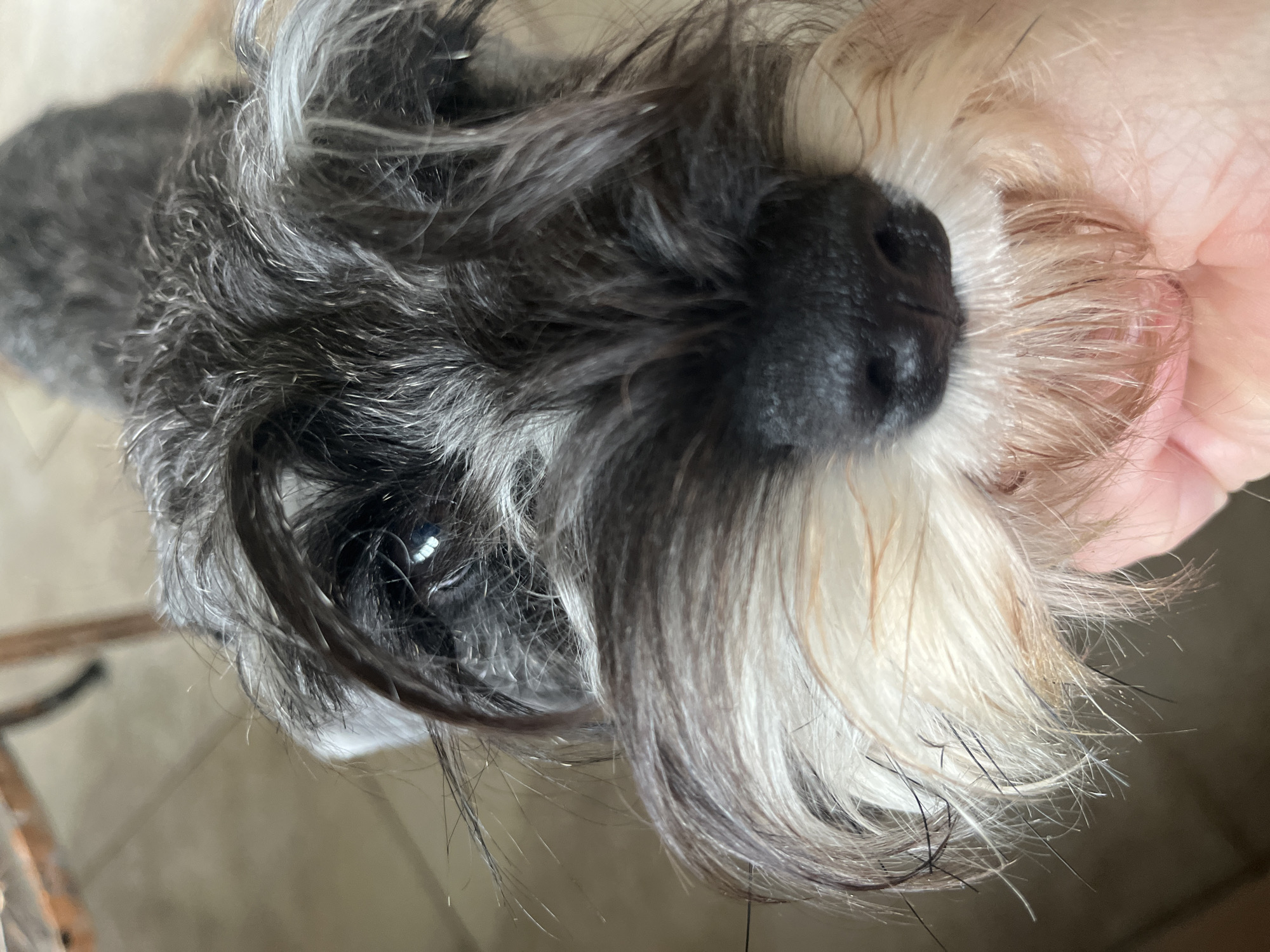 A close-up, eye-level shot focuses on the face of a Miniature Schnauzer, with its dark, shaggy eyebrows and white and tan beard prominently displayed. The dog's dark eyes are visible beneath the fur, reflecting light. A human hand gently supports the dog's chin and muzzle. The background is out of focus, showing a tiled floor and wooden furniture. The image does not provide any information about the city of Vladimirovka, Russia.