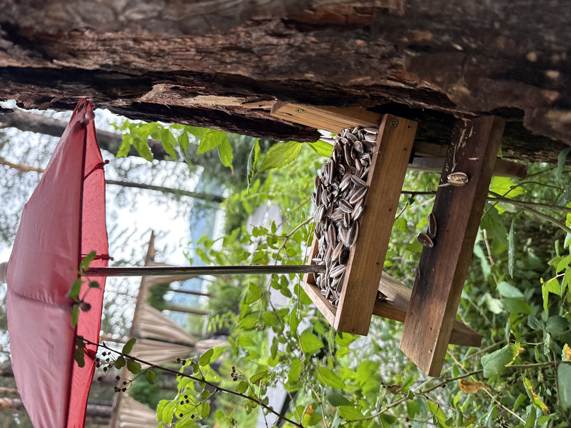 A bird feeder, filled with sunflower seeds, is attached to the side of a large tree. The feeder is made of wood and has a small perch. A red umbrella is positioned above the feeder, providing shelter. The surrounding environment is lush and green, with trees and foliage visible. In the background, there appears to be a body of water and a covered seating area. The scene is set in an outdoor location, possibly a park or a garden, in the city of Nizhnekayancha, Russia. There are no people visible in the image.