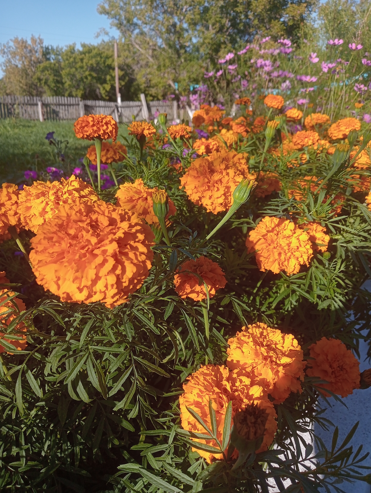In a sunlit outdoor scene at Чистов ауылдық округі, Kazakhstan, a close-up view showcases a dense cluster of vibrant orange marigold flowers. The marigolds, with their ruffled petals, dominate the foreground, their rich color contrasting with the deep green of their feathery foliage. In the middle ground, a row of delicate pink and purple cosmos flowers are blurred, suggesting they are further in the background. Beyond the flowers, a weathered wooden fence runs horizontally across the frame, bordering a grassy area. In the distance, lush green trees form a natural backdrop under a clear blue sky. The overall impression is one of a thriving garden, bathed in natural light, with a sense of rural tranquility. There are no people or animals visible in the image.