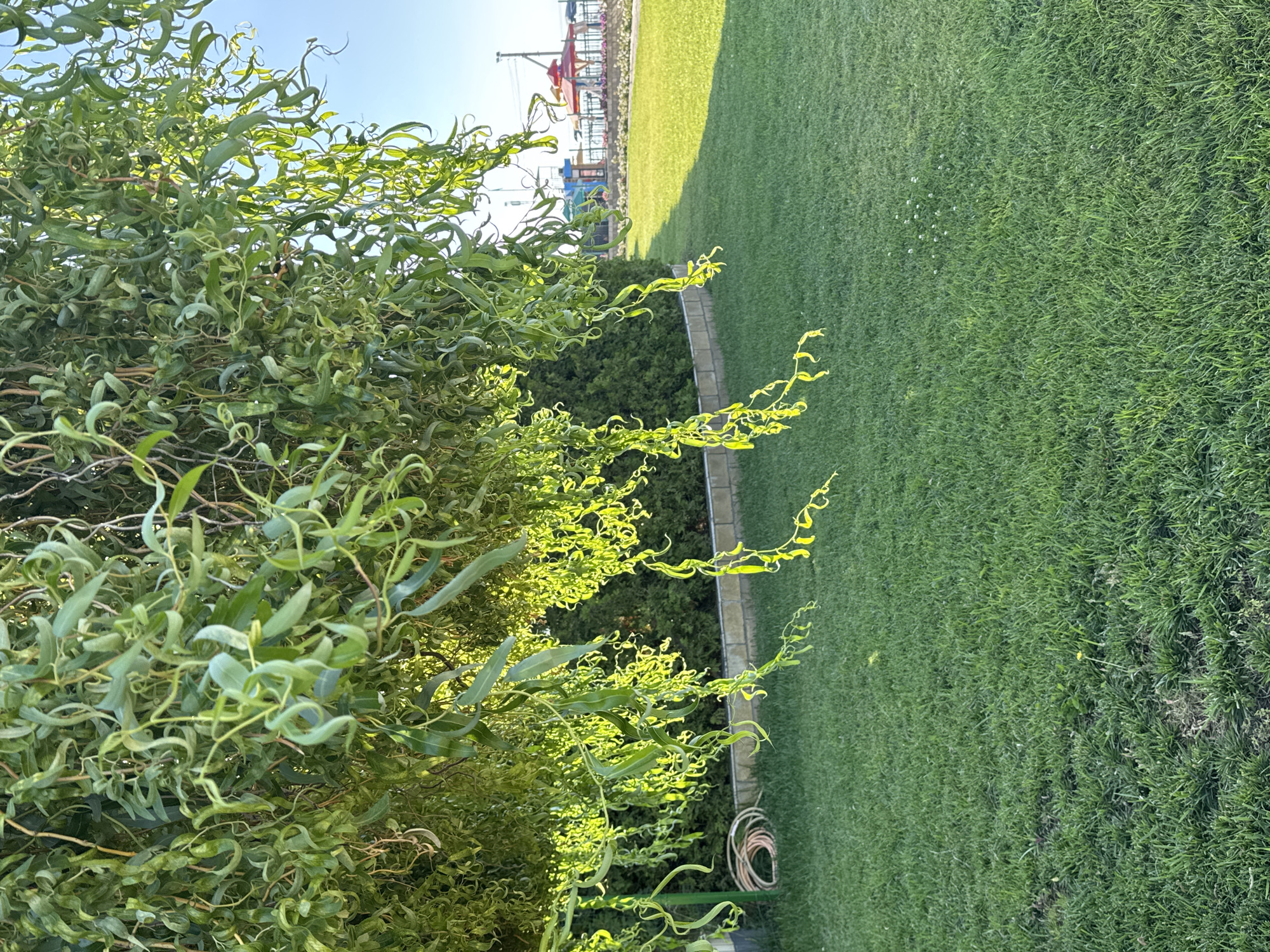 The image shows a view of a park or resort area in Sary-Oy, Kyrgyzstan. In the foreground, a weeping willow tree with long, curly, green leaves partially obscures the view. The leaves are catching the sunlight, creating bright yellow highlights. Below the tree, a well-maintained green lawn stretches out. To the left, a coiled hose lies on the grass near a low stone border. In the mid-ground, a manicured hedge runs along the stone border. In the background, beyond the lawn and hedge, there is a clear blue sky. Further in the distance, there are colorful structures that appear to be part of a playground or amusement area, with a few people visible. The overall scene suggests a sunny day at a recreational facility.