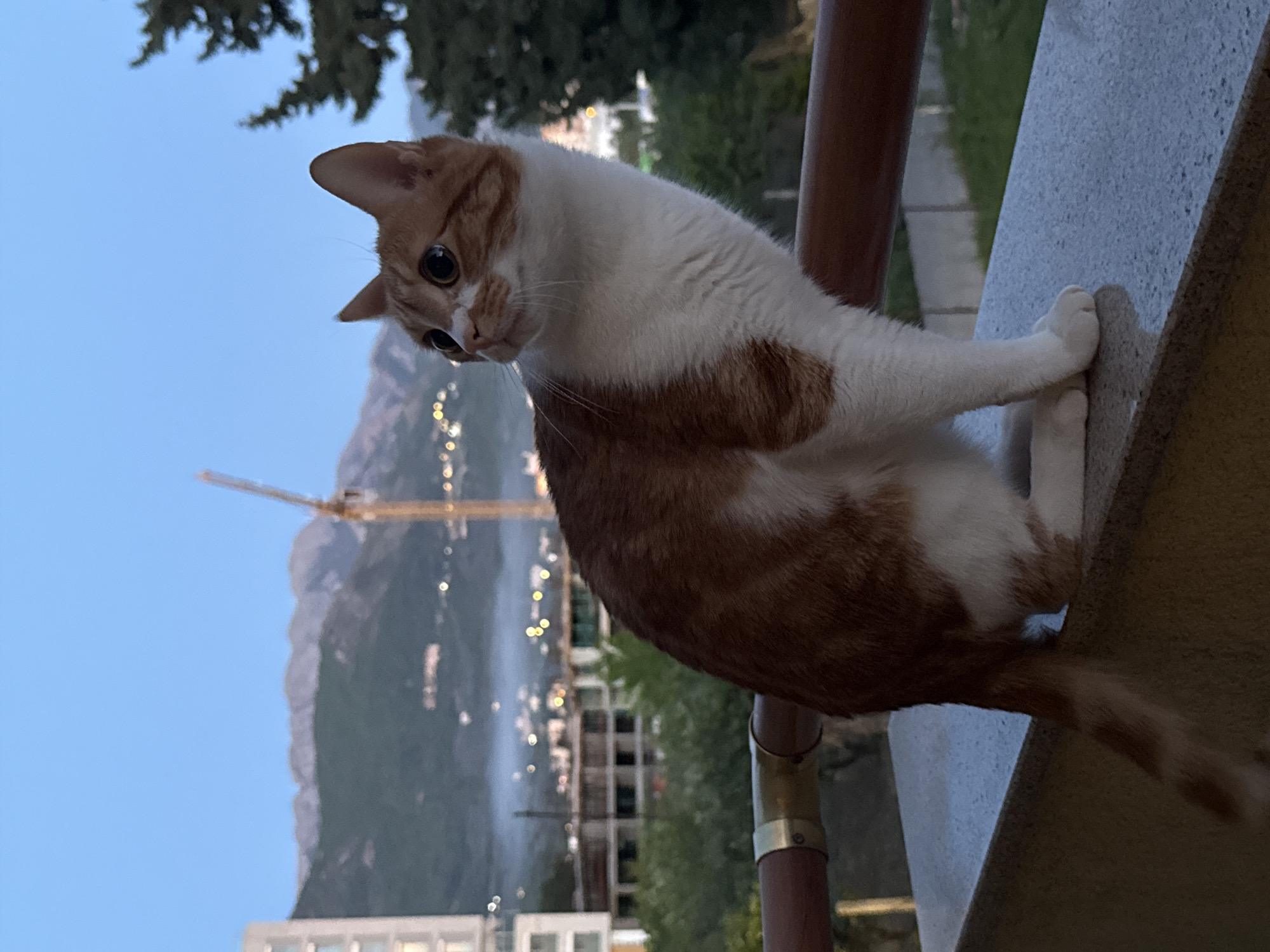An orange and white tabby cat is the central subject, perched on a concrete balcony ledge, looking intently downwards and to its left. The cat's fur is predominantly white with distinct ginger patches on its back, sides, and head. Its large, dark eyes convey a sense of curiosity or watchfulness. Its front paws are tucked beneath its chest, and one back paw is visible, pressed against the vertical face of the ledge. A dark metal railing is partially visible behind the cat.
The setting appears to be a balcony overlooking a city and mountains. The time of day is dusk or early evening, evidenced by the light blue sky and the nascent twinkling of city lights in the distance. A large, dark mountain range forms the backdrop. To the left, a tall construction crane stands out against the mountain, suggesting ongoing development in the area. Various buildings are partly visible in the middle and foreground, along with some green foliage. There is no visible text in the image. The scene captures a peaceful moment in Bar, Montenegro, as twilight descends upon the urban landscape nestled against the mountains.