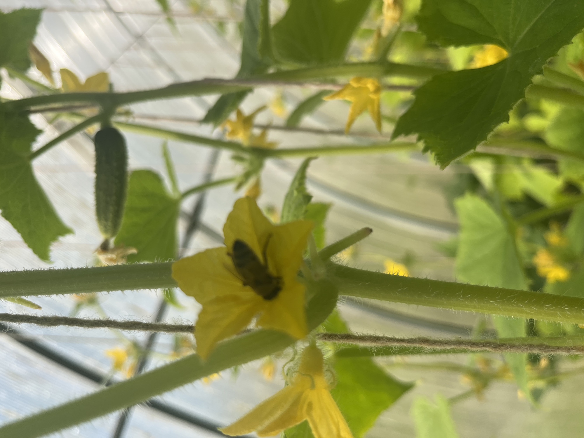 In the city of Vladimirovka, Russia, this image captures a close-up view of a cucumber plant in a greenhouse. The focus is on a bright yellow cucumber flower, with a bee actively pollinating it. The flower is positioned in the foreground, showcasing its delicate petals and the insect within. Several other yellow flowers and green cucumber leaves are visible in the background, some in sharp focus and others blurred, creating a sense of depth. The greenhouse structure is faintly visible through the translucent covering, with sunlight filtering through, illuminating the scene. A thin twine is also present, likely used to support the growing plant. The overall impression is one of a thriving garden environment.