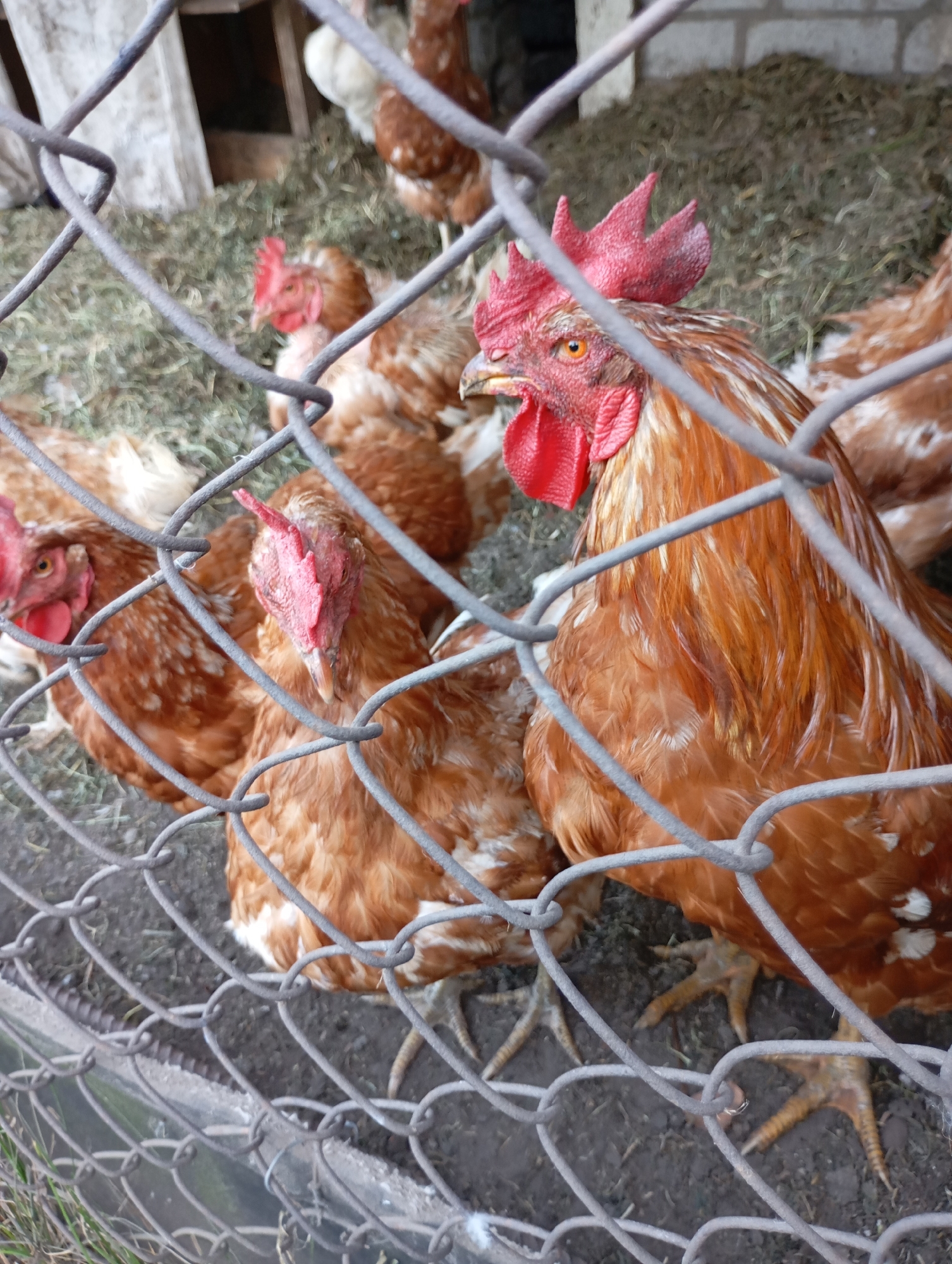 The image shows several chickens behind a wire fence. The chickens are primarily brown and white in color, with some appearing to be roosters based on their comb and wattle. They are standing on a mixture of dirt and hay. In the background, there is a wooden structure and a brick wall. The scene appears to be an outdoor enclosure, possibly a chicken coop or yard. The location is identified as Horishni Plavni, Ukraine.