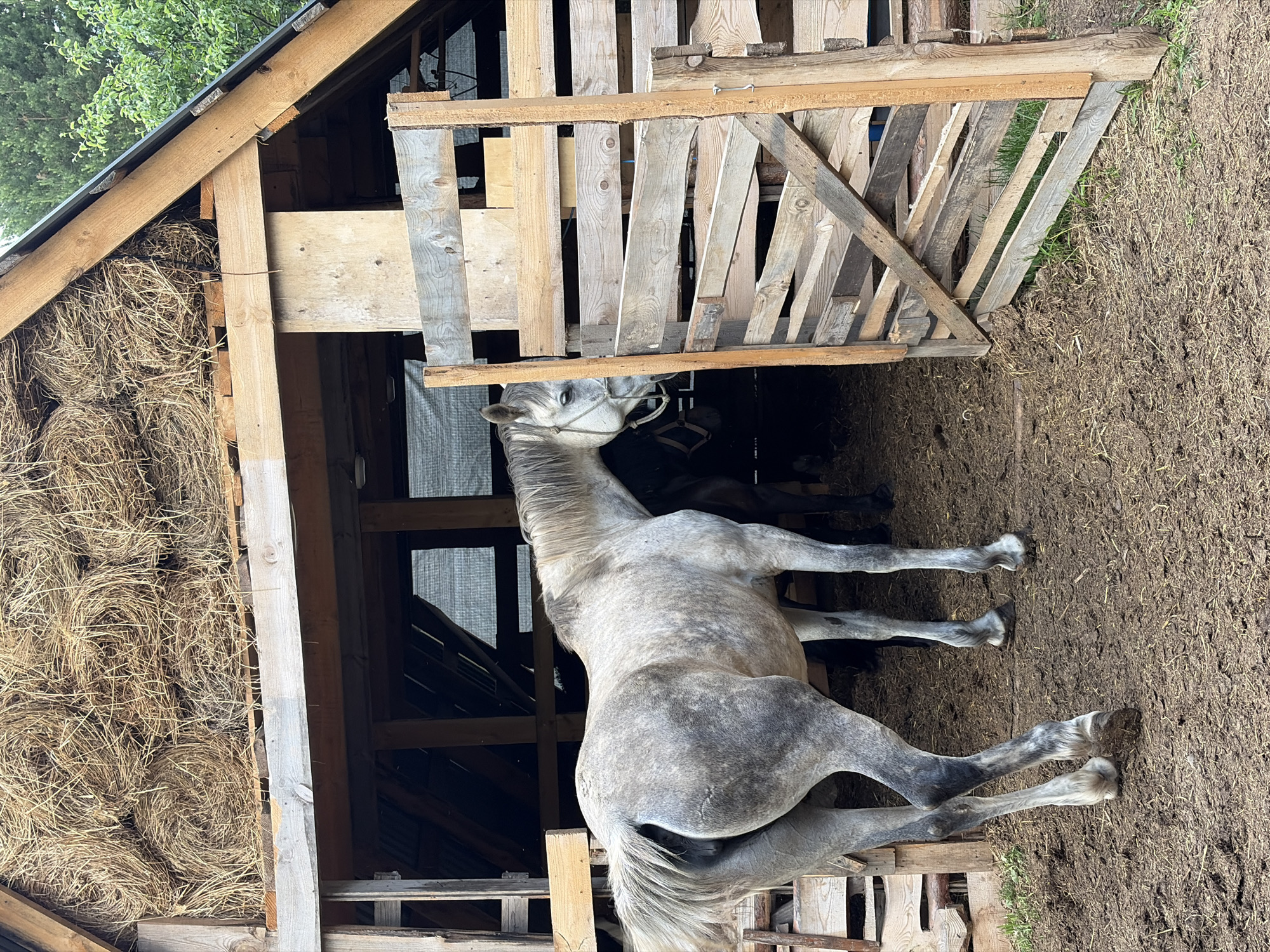 A dappled grey horse stands in the dirt lot outside a wooden stable. The stable has a steep roof covered in hay bales. The horse is facing away from the camera, its head turned to the right, looking into the stable. Another dark-colored horse is partially visible inside the stable. The ground is covered in dirt and straw. A wooden gate with horizontal slats is open to the right of the horse. The scene appears to be in a rural or semi-rural setting, consistent with the village of Golyany, Russia.