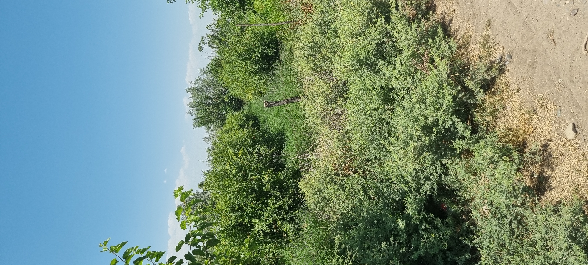 The image depicts an outdoor scene with lush green vegetation under a clear blue sky with a few wispy clouds. The foreground is dominated by dense, low-lying green bushes with dry, sparse grass and dirt path to the right. In the midground, a narrow pathway of green grass is visible, flanked by taller, bushier green plants. A single, weathered wooden post stands in the center of this grassy path, appearing to be a fence post or marker. The background is filled with a dense arrangement of various trees and shrubs, creating a natural, uncultivated landscape. The overall impression is one of a rural or semi-rural setting, possibly on the outskirts of a settlement. There are no people or animals visible in the image.
