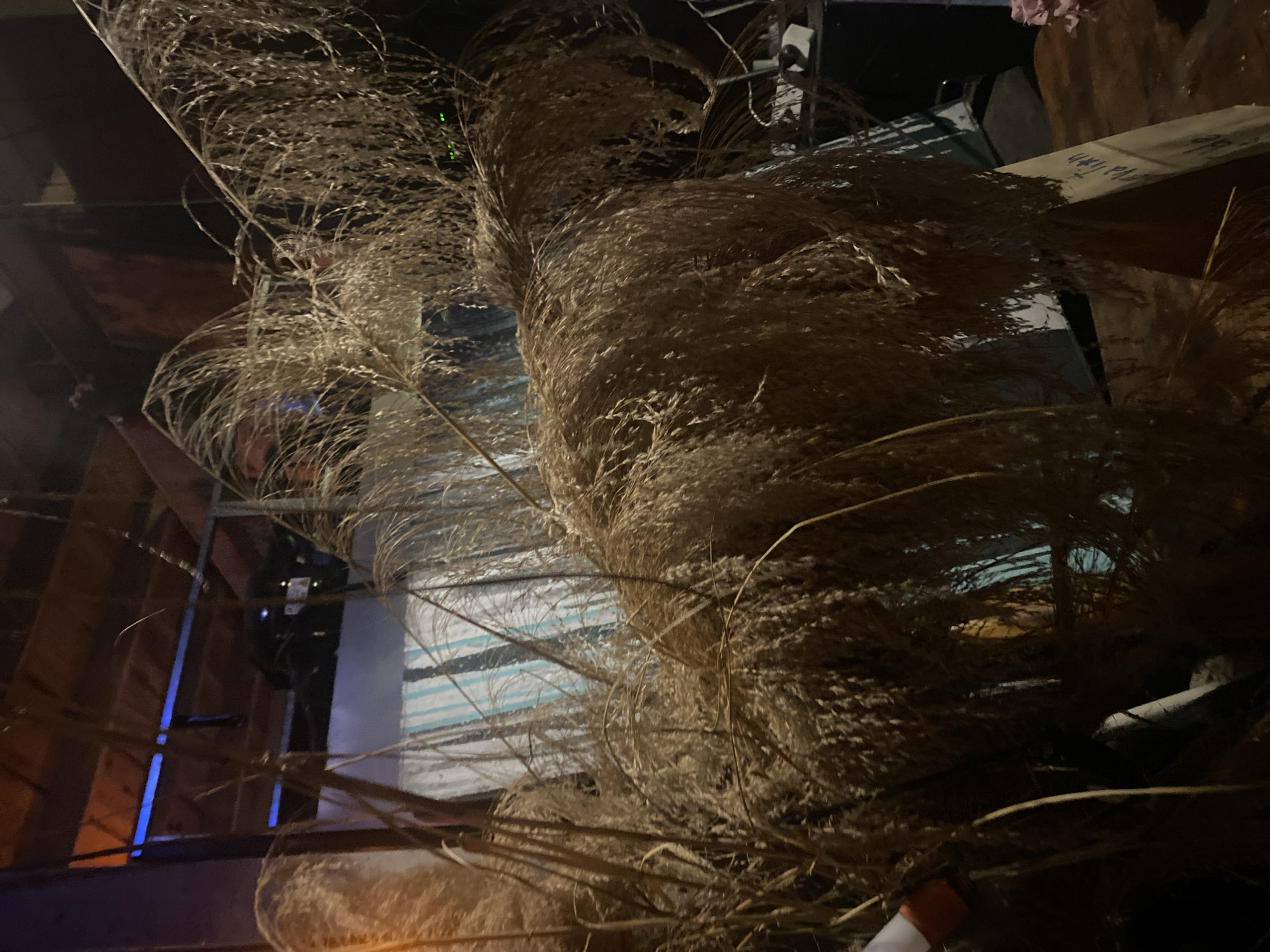 The photograph depicts a close-up view of tall, dried ornamental grasses or reeds, possibly miscanthus, with plumes of feathery seed heads dominating the foreground and middle ground. The overall color palette is muted, dominated by browns, tans, and creams of the dried vegetation. The background, partially obscured by the grasses, features glimpses of what appears to be a cluttered interior space, possibly a storage area or attic. Wood framing, insulation materials, and various objects are visible. The scene has a chaotic and somewhat neglected appearance. Considering the location specified, it is plausible this is a scene within a residential or commercial building in Baan Don Sai, Thailand, where similar materials might be used for decoration or construction. There are no people visible in this scene.