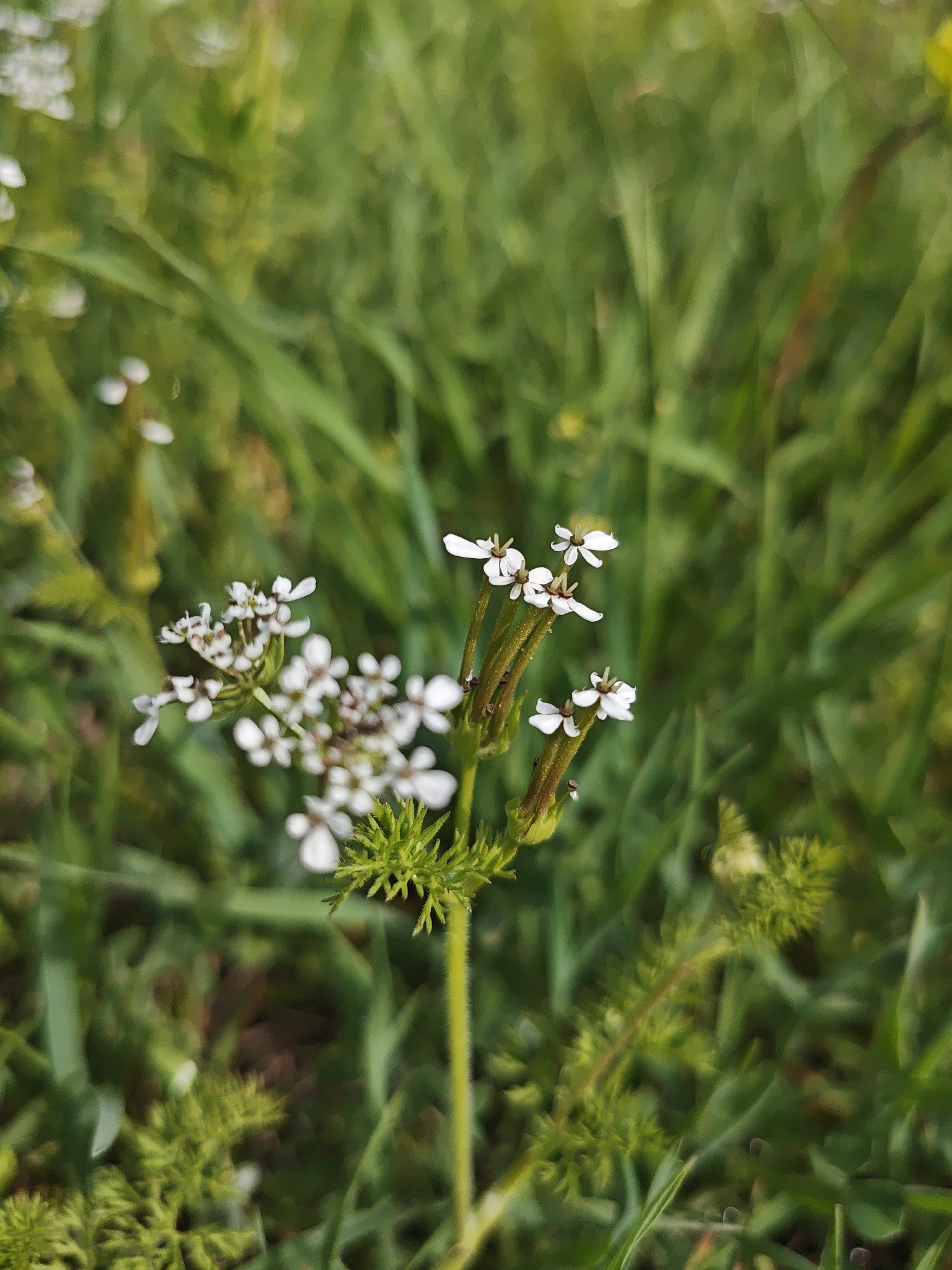 A close-up, eye-level photograph captures small white wild flowers set against a blurred background of vibrant green grass and foliage. The primary subject is a cluster of delicate white flowers, sharply in focus and positioned slightly to the left of the image center. Each flower features small white petals, possibly five, with a tiny brown or yellowish center. These flowers are arranged in small, dense clusters atop slender green stems. Distinctive spiky green structures, appearing like bracts or developing flower heads, are visible near the base of the flower clusters and along the main stem.
Another, larger cluster of similar white flowers is partially visible and out of focus in the upper left portion of the frame. The background is a soft, verdant blur of green, indicating dense natural vegetation such as grass and other plants, creating a shallow depth of field that highlights the foreground flowers. The lighting suggests it is daytime in an outdoor natural environment, such as a field or meadow. There is no visible text, human activity, or specific weather conditions discernable.