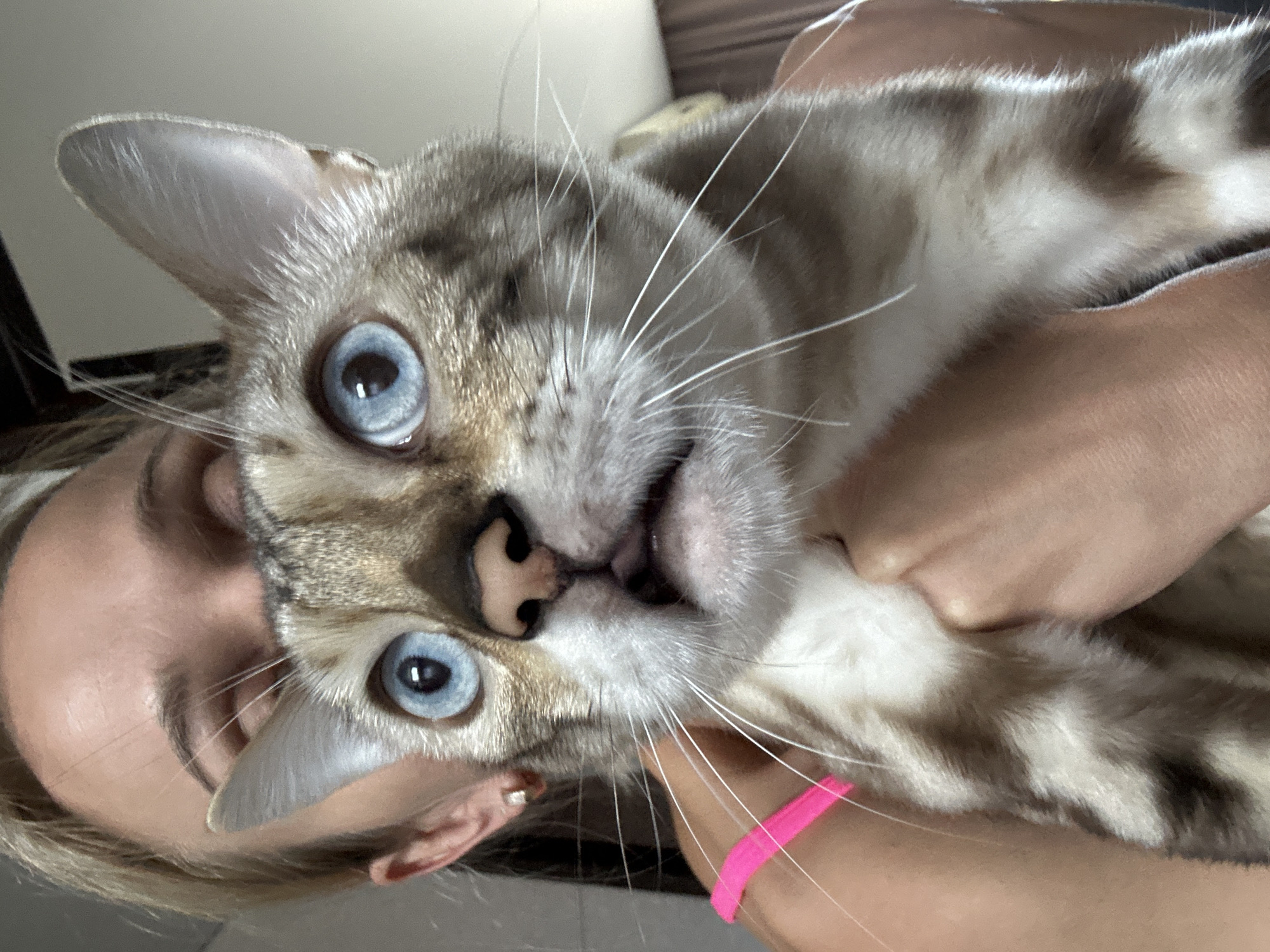 A close-up shot captures a person holding a light brown and white Bengal cat with striking blue eyes. The cat is positioned in the center of the frame, its face tilted upwards and its mouth slightly open, revealing a pink tongue. The person's hands cradle the cat, with one hand visible on its chest and the other supporting its body. The person's face is partially obscured by the cat, with only their blonde hair, forehead, and one closed eye visible. A bright pink strap from the person's clothing is also visible on the left side of the frame. The background is blurred, suggesting an indoor setting. There is no indication of the specific location within the city of Energetik, Russia.