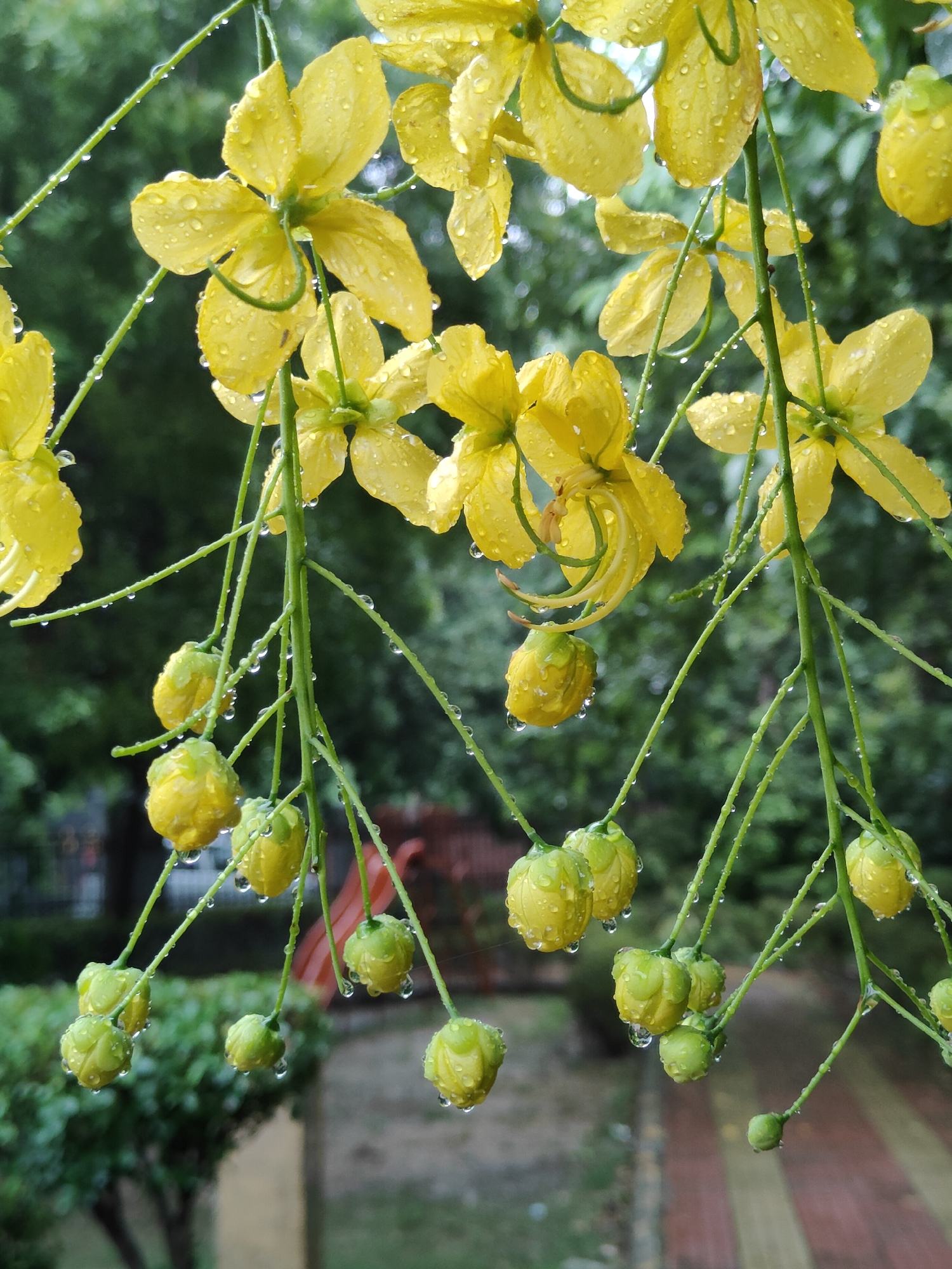 The image shows a close-up of yellow flowers and green buds of a Golden Shower Tree (Cassia fistula) covered in raindrops. The flowers have five delicate petals and are hanging in drooping clusters. The buds are tightly closed and also show water droplets. The background is a blur of green foliage, suggesting an outdoor environment. The scene appears to be a rainy day. The specific location in Gurgaon, India is not identifiable from the visual information in the image.