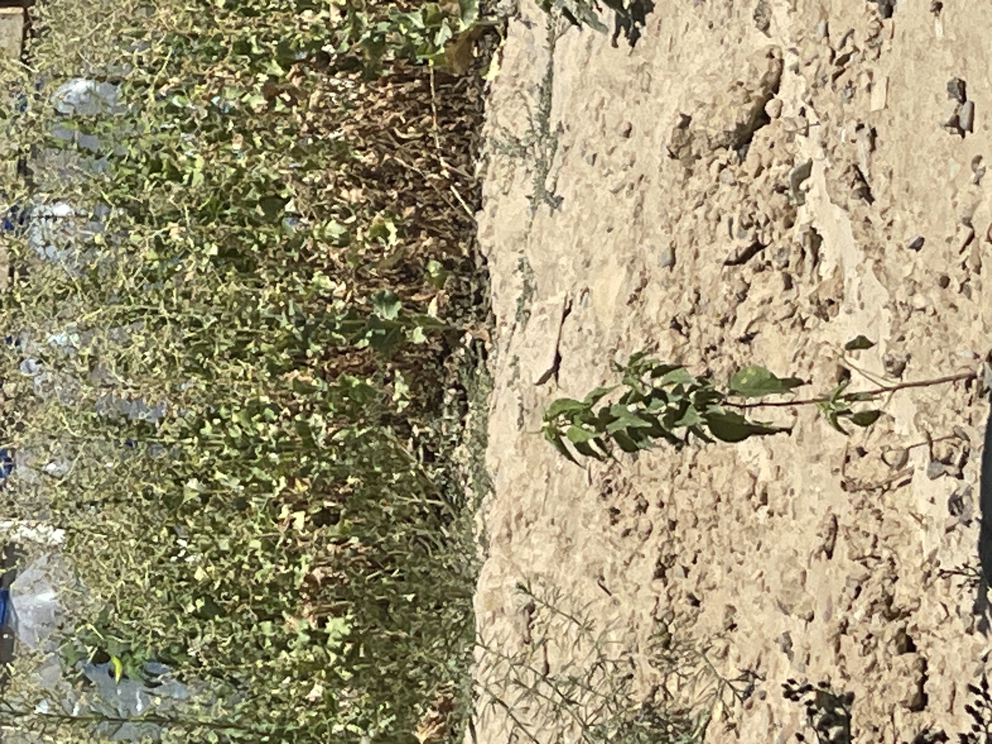 The image depicts a close-up view of a dry, cracked, sandy ground with scattered small rocks. A young green plant with several leaves stands prominently in the center of the frame. In the background, a dense growth of dry, straw-colored vegetation with some green leaves is visible, potentially indicating a cultivated area or a natural, arid landscape. The overall scene suggests a hot, dry climate.