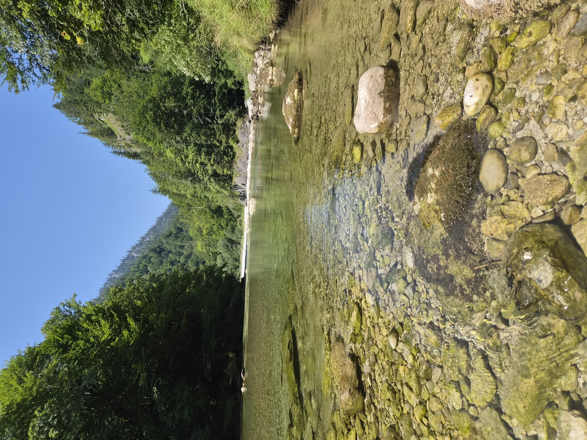 The image depicts a clear, shallow river flowing through a mountainous, forested area. The riverbed is visible, covered in smooth, rounded stones of various sizes, many of which are covered in green algae. Sunlight filters through the water, creating rippling patterns on the stones. The banks of the river are densely wooded with lush green trees that extend up the steep mountain slopes. The sky is a clear, bright blue. The scene appears to be in a natural, undeveloped location, likely within the Julian Alps region, and could be near Landl, Austria, given the description of similar river landscapes in that area. There are no people or animals visible in the image. The environment is serene and undisturbed.