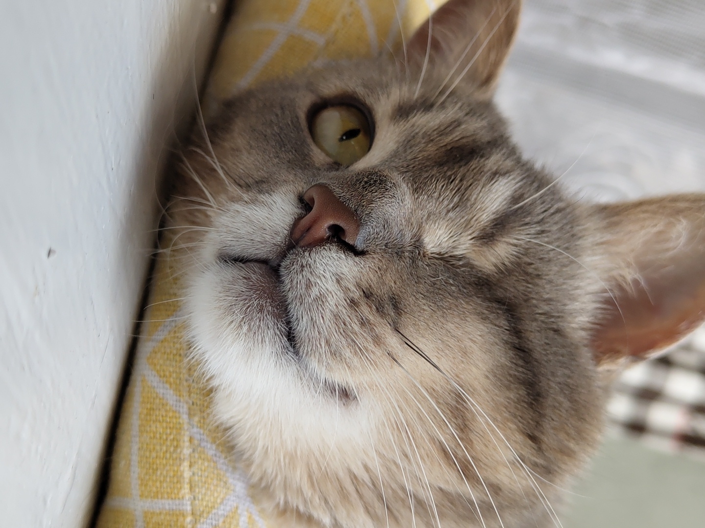 A close-up, head-and-shoulders shot shows a tabby cat lying on a yellow, patterned cushion. The cat's head is tilted, with its right eye partially closed and its left eye open, looking towards the camera. The cat's fur is gray and brown with distinctive tabby markings. Its nose is pink, and its whiskers are long and white. The background is softly blurred, with hints of light filtering through what appears to be a window with blinds. The scene suggests a domestic setting, likely indoors.