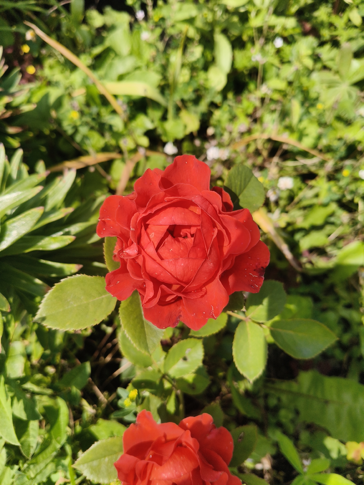 The image shows a close-up, top-down view of a red rose in a garden setting. The rose is in full bloom, with many tightly packed petals. Several green leaves are visible, some attached to the rose stem and others belonging to surrounding plants. The background is a blur of green foliage, suggesting other plants and vegetation. There are also hints of small yellow and white flowers scattered in the background. The lighting suggests it is daytime, with sunlight casting shadows and highlighting the textures of the petals and leaves. There are no people or animals present in the image. The location is described as Prokopyevsk, Russia, however, there are no specific visual cues in the image that would definitively place it in that city, as it depicts a generic garden scene.