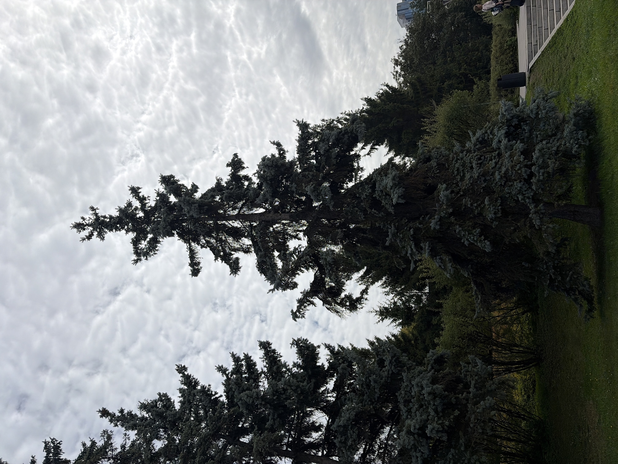 The image depicts a park scene with several large evergreen trees prominently featured in the foreground and middle ground. The sky is overcast with thick, textured clouds. In the background, there are more trees and some hints of urban development, including a tall building visible on the right. The ground is covered in grass, and there are some paved walkways and steps. Two people are visible in the far right of the image, a woman walking up a set of stairs and another person further up. A dark cylindrical trash bin is situated next to the stairs. This scene is consistent with a park in a city like Moscow, Russia, given the type of trees and the presence of urban architecture.