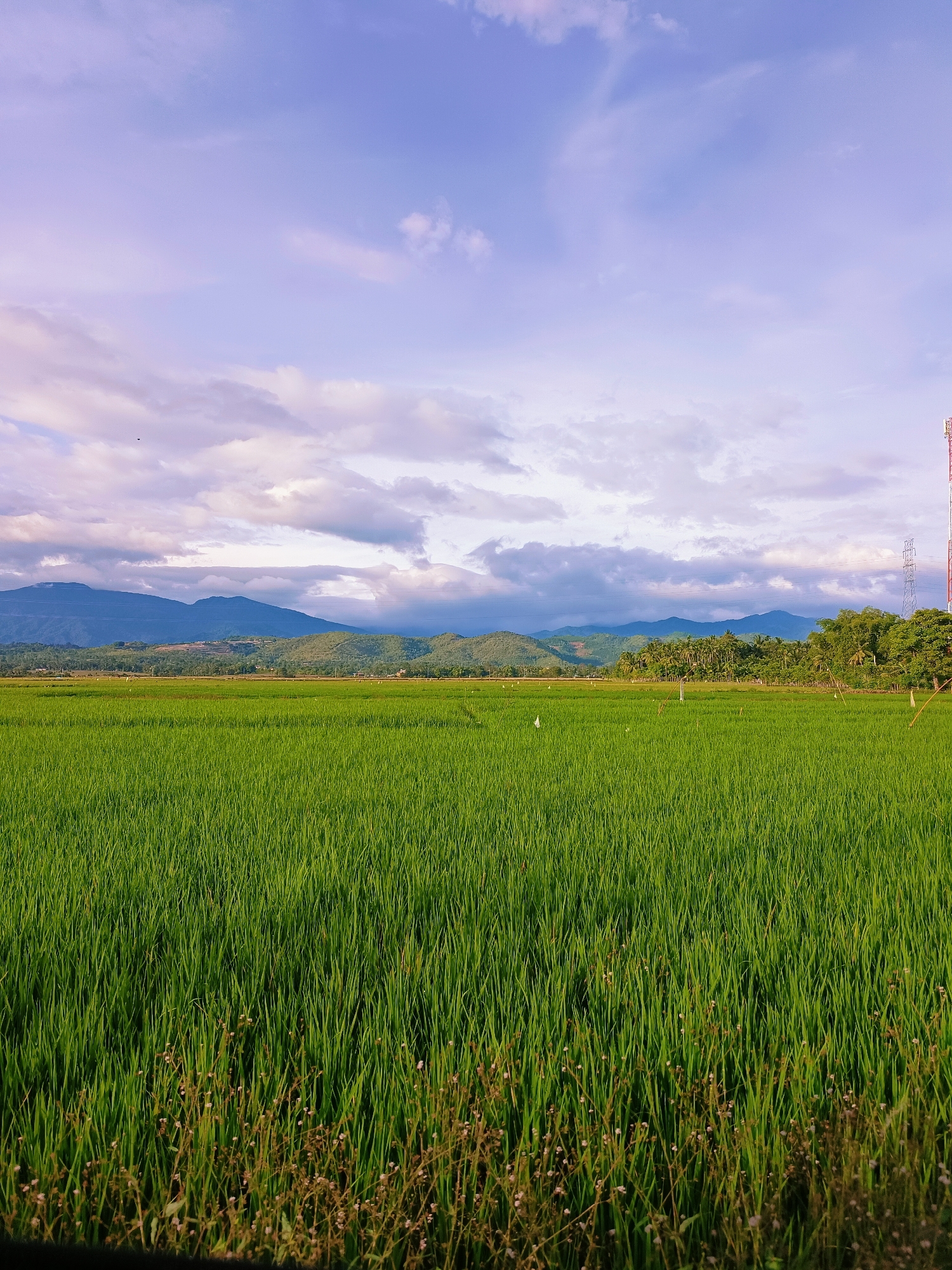 The image captures a serene landscape of lush green rice paddies under a vast, cloudy sky. In the foreground, the vibrant green of the rice stalks dominates, with a few small, delicate wildflowers interspersed along the bottom edge. Beyond the paddies, rolling hills and distant mountains form a majestic backdrop. A tall, red and white transmission tower stands prominently on the right side of the frame, a modern element against the natural scenery. Scattered throughout the rice fields are small white flags, likely used to mark boundaries or deter pests. The sky is a gradient of soft purples and blues, with wispy clouds adding texture and depth. The overall impression is one of tranquility and natural beauty, suggestive of a rural setting in Pohroh, Indonesia.