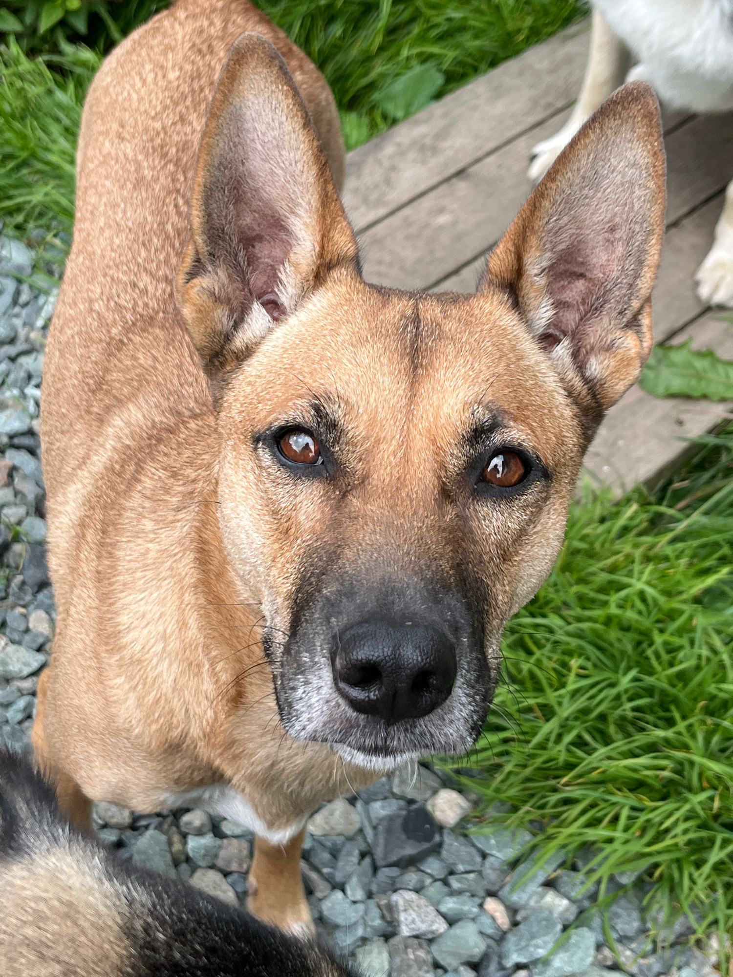 A tan and black dog stands on gravel near green grass and wooden planks, looking directly at the camera. Another dog's fur is visible in the lower left corner. The scene appears to be outdoors. There is no information that allows for the identification of the city of Nizhny Tagil, Russia.