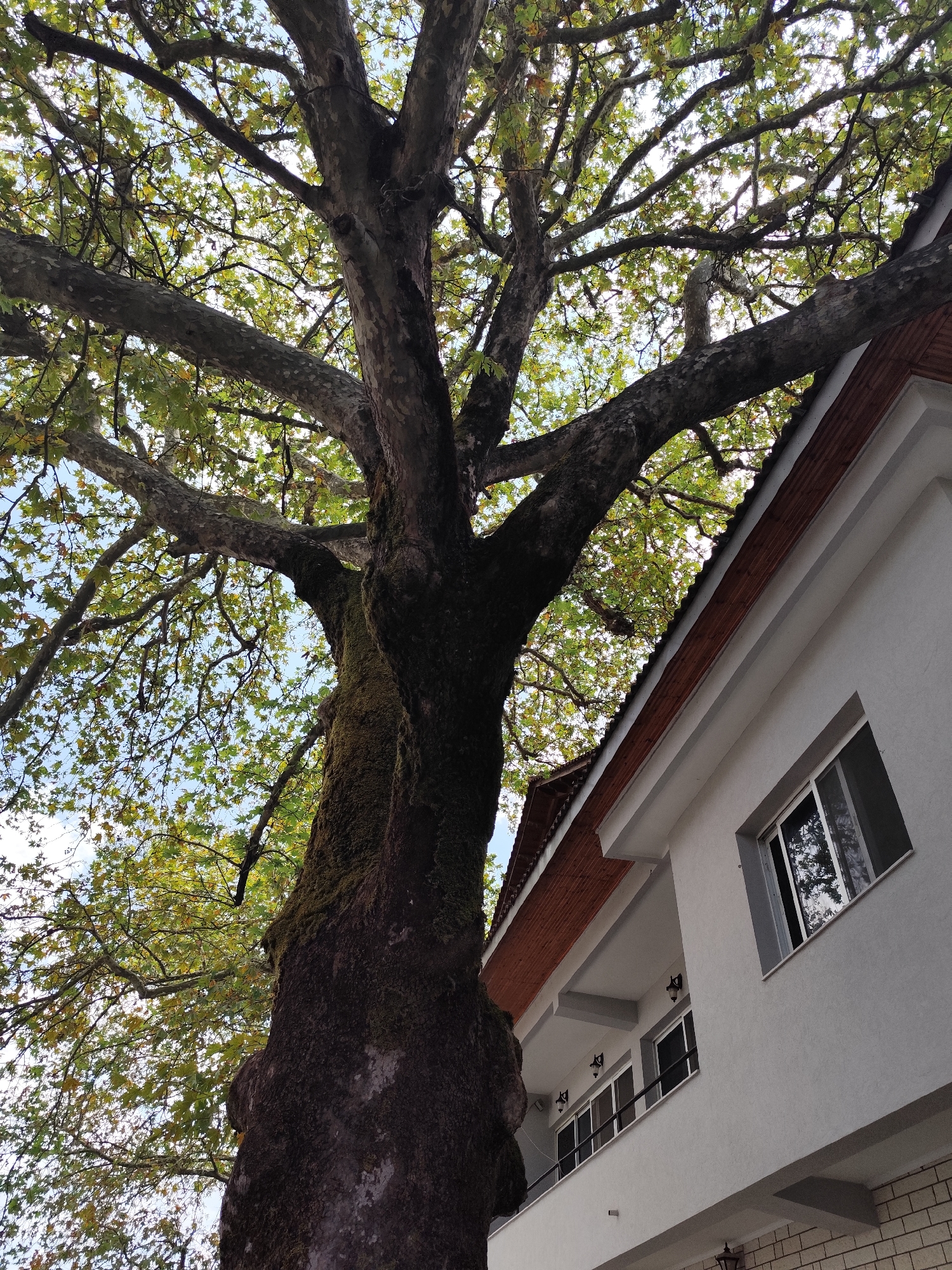 In Dropull i Sipërm, Albania, a large, mature sycamore tree with thick, moss-covered bark dominates the foreground, its branches reaching towards a pale blue sky dappled with clouds. The tree's canopy is dense with green and yellowing leaves, suggesting autumn. To the right of the tree, a modern white building with a red-tiled roof and a second-story balcony is visible. The building features several windows, some with reflections of the surrounding trees. The composition is a low-angle shot, emphasizing the grandeur of the tree and the juxtaposition of nature and architecture.