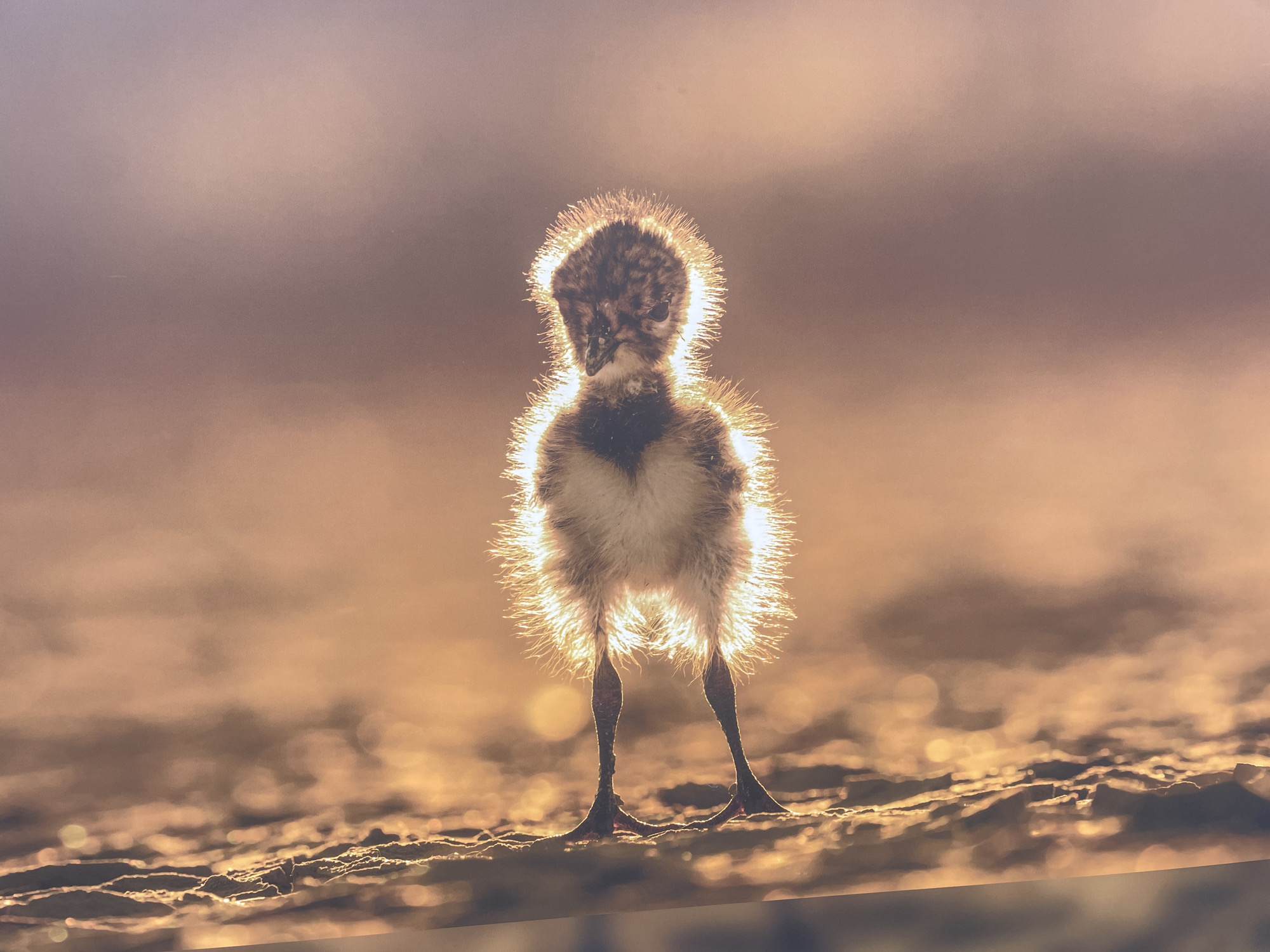 A medium shot shows a small bird silhouetted against a bright, golden sky, likely at sunset or sunrise. The bird stands on a sandy surface, its slender legs visible. The feathers around its body and head appear to be illuminated, creating a halo effect. The background consists of blurred clouds or sky. The location of Sochi, Russia, is not verifiable from the image alone.