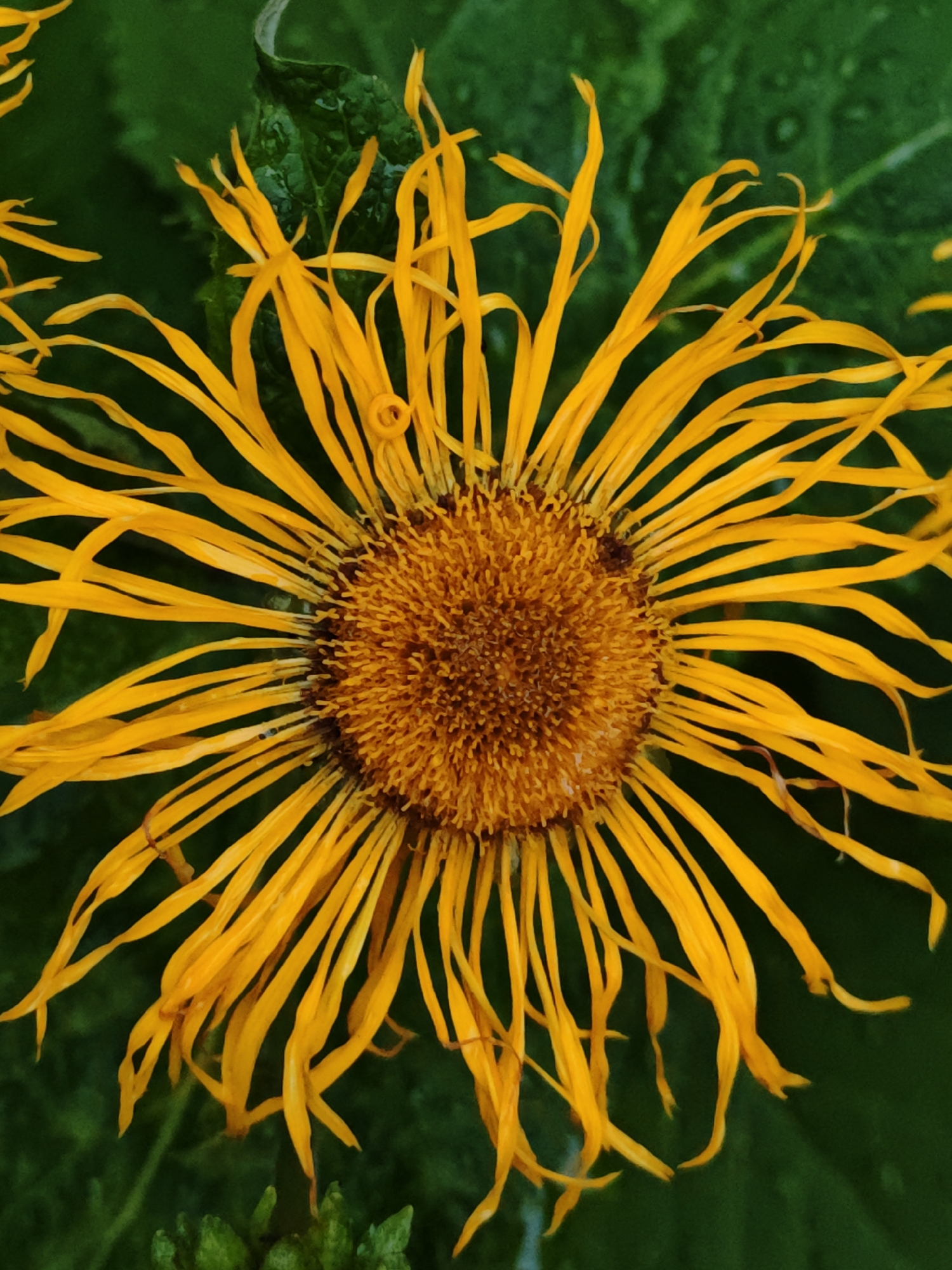 The image is a close-up, top-down view of a vibrant yellow, daisy-like flower with numerous thin, ray-like petals extending outwards from a central disk. The petals are slightly curled and appear to be delicate. The flower's center is a dense cluster of smaller, brownish-orange florets. The background is a dark, out-of-focus green, suggesting foliage. The image does not provide any information about the city of Shcherbinka, Russia, or any human presence. It is a purely botanical photograph of a single flower.