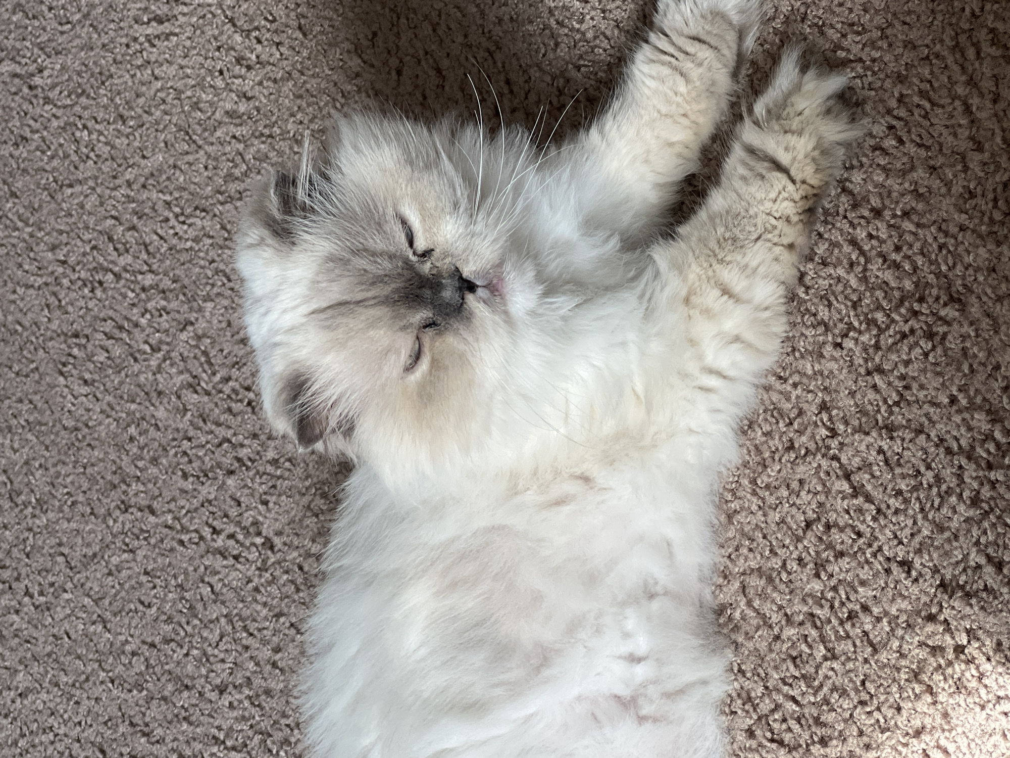A light-colored, fluffy cat is lying on a brown carpeted surface. The cat has its eyes partially closed and appears to be relaxed. The cat's fur is predominantly white with some light brown or grey markings on its face and ears. The carpet has a textured appearance. The image is taken from a top-down perspective. This image was captured in Columbia, United States of America.