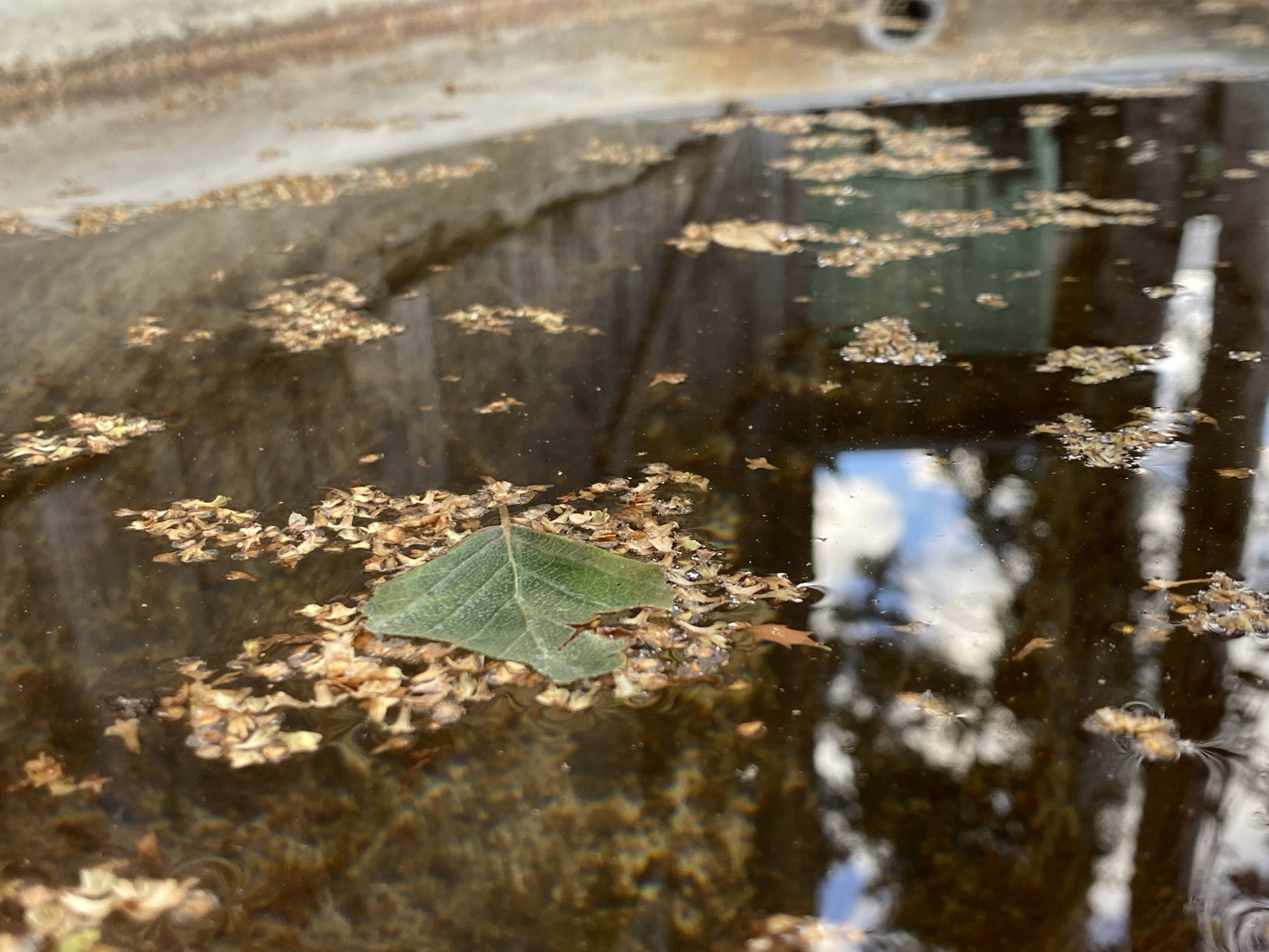 A close-up, eye-level shot shows a shallow body of murky, brown water, likely a rainwater collection or a birdbath, with a rough, concrete-like edge in the upper left. The surface of the water is littered with numerous small, dry, brown leaves and leaf fragments, as well as a single, larger, green leaf floating prominently in the center-left of the frame. The water reflects a bright sky with some cloud formations, as well as the dark, vertical shapes of what appear to be tree trunks. The overall impression is one of a natural outdoor setting. The image does not contain any specific identifying features that would allow for pinpointing its location within the city of Nyagan, Russia.