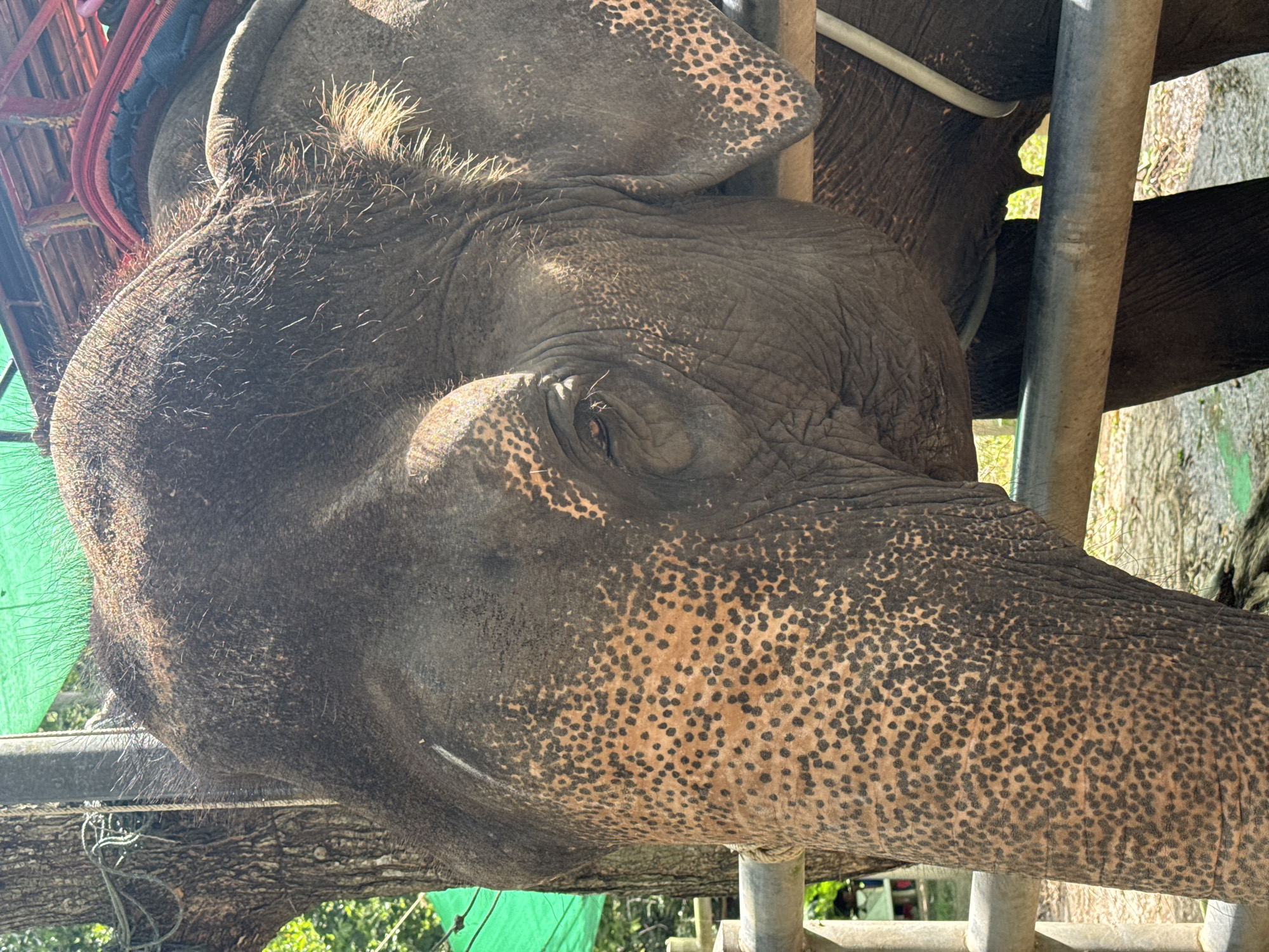 The image shows a close-up view of an elephant's head and partial body. The elephant has dark grey skin with numerous small, dark brown spots, particularly visible on its face and ears. Its eye is visible, appearing reddish-brown with a visible pupil. The elephant is wearing a harness or saddle-like structure on its back, with red and blue padding. A metal fence runs horizontally across the foreground, partially obscuring the elephant's lower body. In the background, there are trees with green netting draped over them, and sunlight filtering through. The ground appears to be a mix of dirt and possibly gravel. The scene suggests an outdoor setting, likely an elephant sanctuary or tourist attraction in Ko Samui District, Thailand, given the presence of elephants for interaction. There are no humans directly visible in the frame, but the equipment implies human interaction and management of the animal.