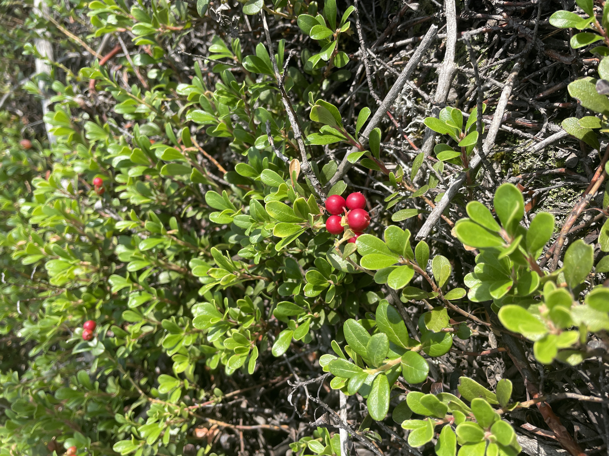 The image depicts a close-up view of a low-lying, green shrub with small, oval-shaped leaves. Several clusters of small, bright red berries are visible amongst the foliage. The ground beneath the shrub appears to be covered in dry twigs, leaves, and possibly moss or lichen. The lighting suggests it is daytime, with sunlight casting shadows. The scene is entirely natural and devoid of any man-made structures or human presence. There is no indication of the specific location within Barsovo, Russia, as the image focuses solely on the flora.