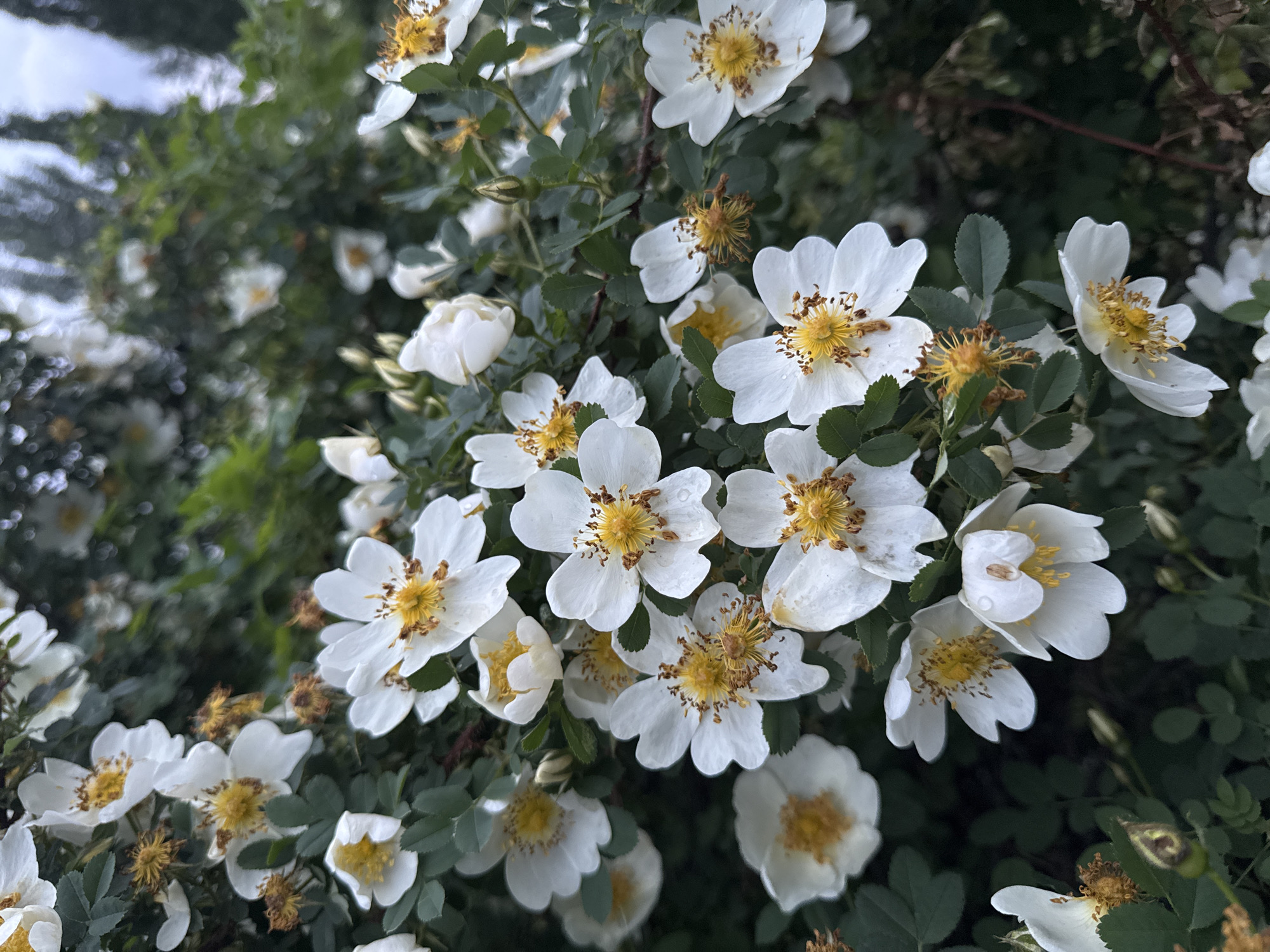 The image shows a cluster of small, white flowers with yellow centers, likely blooming on a bush or shrub. The leaves are dark green and provide a backdrop to the flowers. Some of the flowers have a few water droplets on the petals. The scene appears to be outdoors, and the lighting suggests it might be an overcast day. The location is unknown, as there is nothing in the image to indicate the city of Perm, Russia.