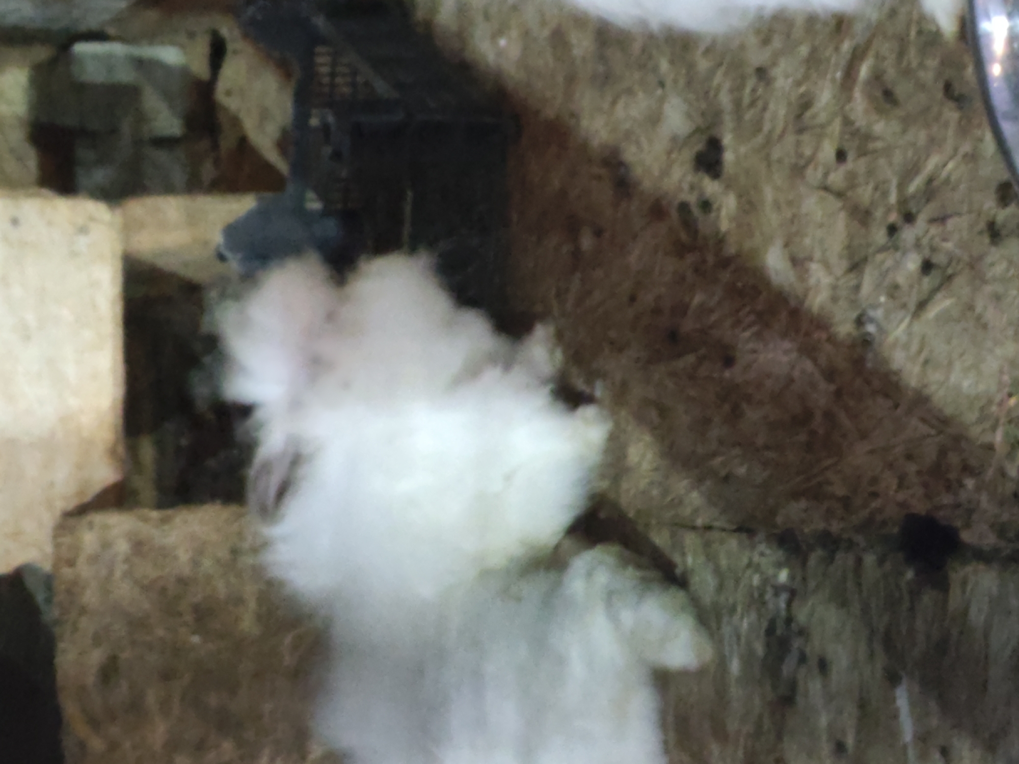 The image shows a fluffy white rabbit in an enclosure. The enclosure appears to be made of rough, possibly wooden or stone materials, with some scattered straw or hay on the ground. In the background, there is a black plastic crate. The lighting is dim, and the image is slightly out of focus, making it difficult to discern fine details. The rabbit is the primary subject, occupying the left side of the frame, with its fur appearing soft and dense. The environment suggests an agricultural or rural setting, possibly a barn or hutch. There is no indication of the city of Leninkent, Russia, or any specific urban features. The scene is static, with no visible actions or interactions taking place.