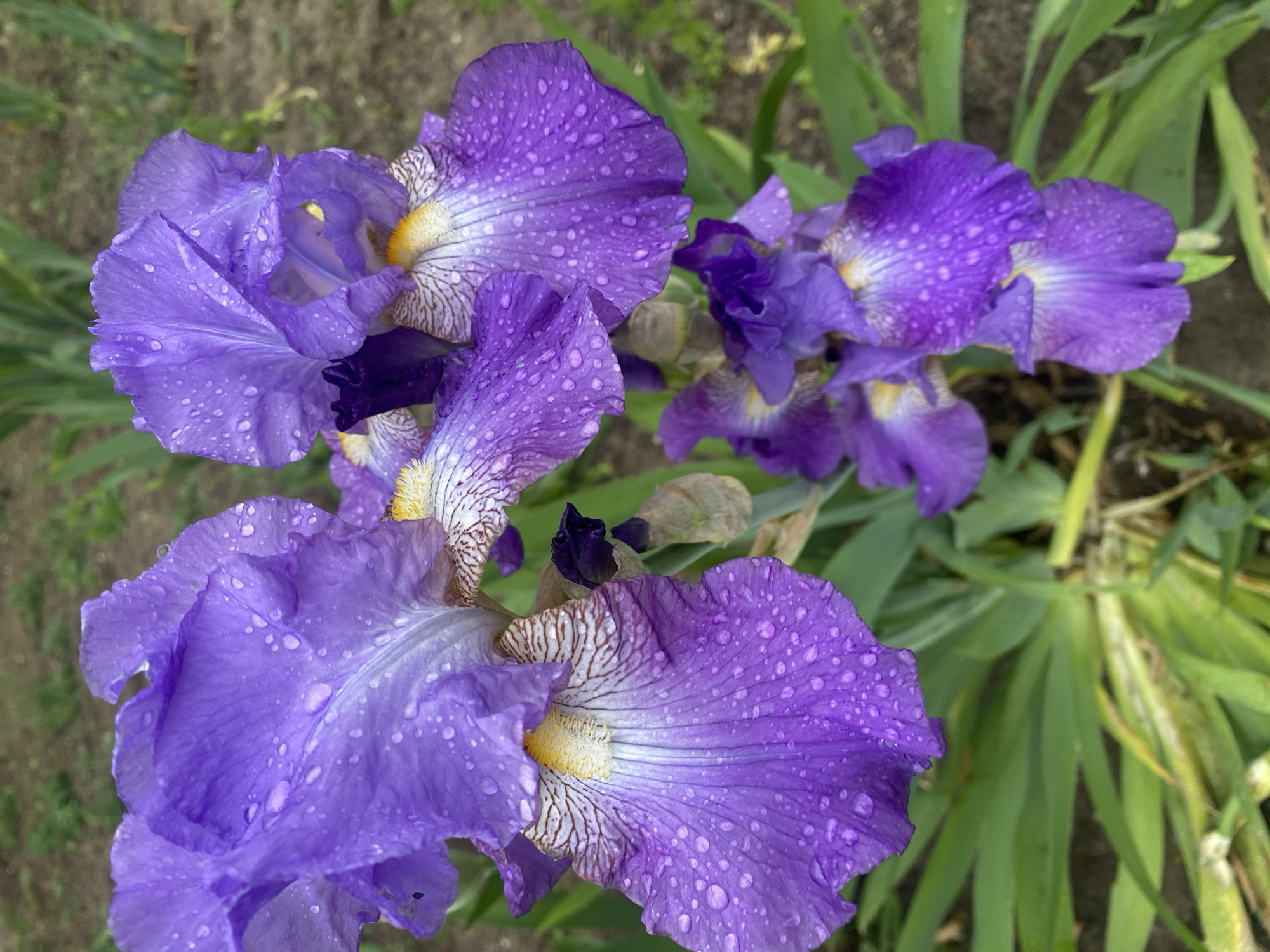 The image shows a cluster of purple irises with water droplets on their petals. The irises are in various stages of bloom, with some fully open and others still budding. The flowers have a combination of light and dark purple hues, with yellow and brown markings at the base of the petals. Green leaves surround the flowers. The location in the city of Dnipro, Ukraine cannot be determined from the image.