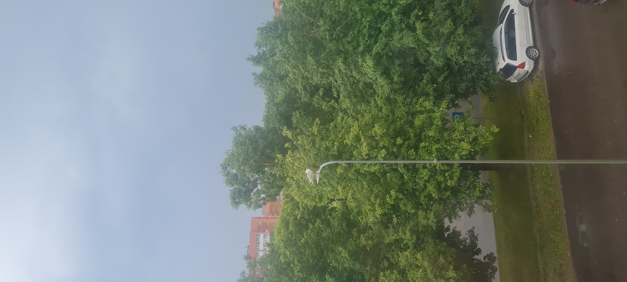 The image depicts an outdoor scene in what appears to be a residential area, possibly in Sillamäe, Estonia. The perspective is from an elevated viewpoint, looking down and across a street lined with trees. In the foreground, a street lamp with two birds perched on it is visible, positioned horizontally across the frame. Beyond the lamp, a dense canopy of lush green trees dominates the view.
Further in the background, an orange and white apartment building can be seen peeking through the trees, suggesting an urban or suburban setting. On the right side of the image, a white car is parked along the curb of a wet asphalt road, indicating recent rain or damp conditions. The sky is overcast and a pale blue, suggesting a cloudy or hazy day, likely during daylight hours, though the specific time is not discernible.
No people are visible in the image. The overall mood is serene and quiet, with the focus on the natural elements of trees and birds, contrasted with the man-made structures of the lamp post, building, and car. There is a small blue sign with white symbols visible on a post near the edge of the road and grass, partially obscured by trees, which could be a traffic or informational sign. No legible text is present in the image.