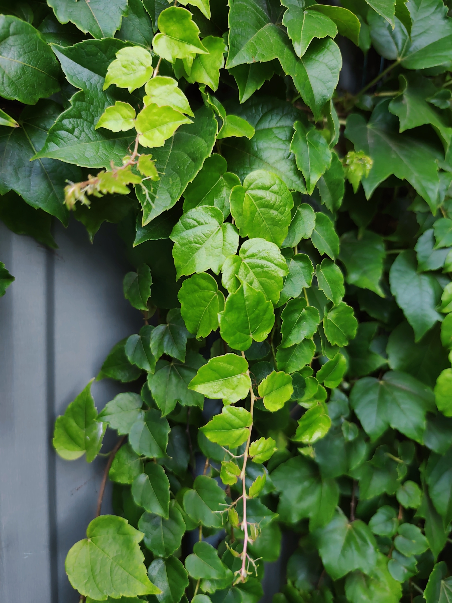 The image depicts a close-up view of vibrant green ivy leaves growing against a dark grey, textured surface, possibly a fence or wall. The ivy vines are dense and lush, with a variety of leaf shapes and sizes, some appearing lighter green and new growth, while others are a deeper, richer green. The background surface is a uniform dark grey with subtle vertical lines indicating panels or planks. There are no people, animals, or discernible actions present in the scene. The setting appears to be outdoors, with ample natural light illuminating the foliage. The image does not provide any specific visual cues to indicate its location in Durlești, Moldova.