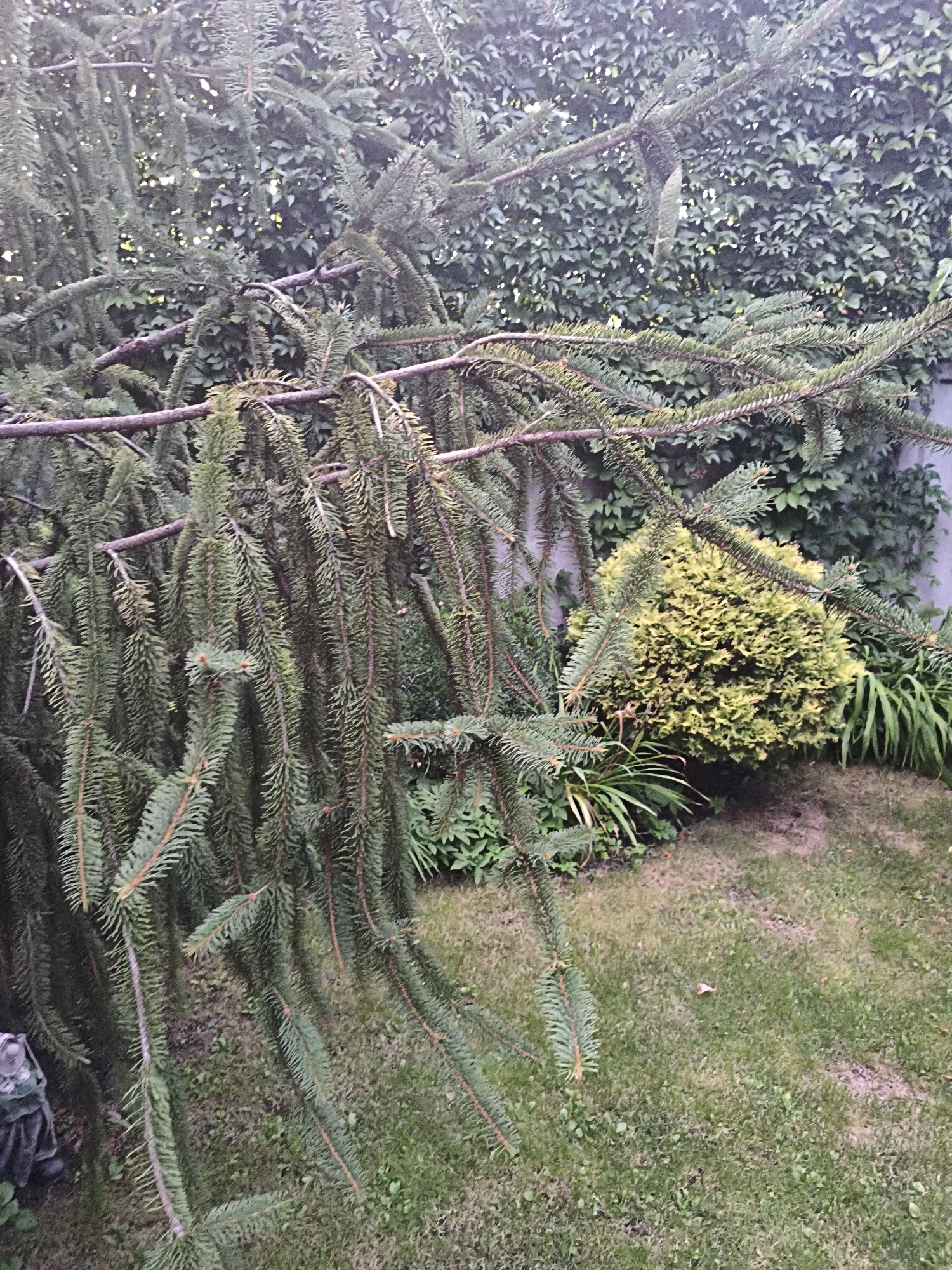 A close-up, eye-level outdoor shot features the drooping branches of a conifer tree in the foreground. The branches are dense with dark green needles. Behind the tree, a dense wall of ivy covers a fence or building. To the right of the conifer, a rounded, bright green shrub with dense foliage is visible, alongside some tall, slender green plants and a patch of grass. The ground is covered in a mix of grass and soil. The scene is set in Makiivka, Ukraine. There are no people or animals visible.