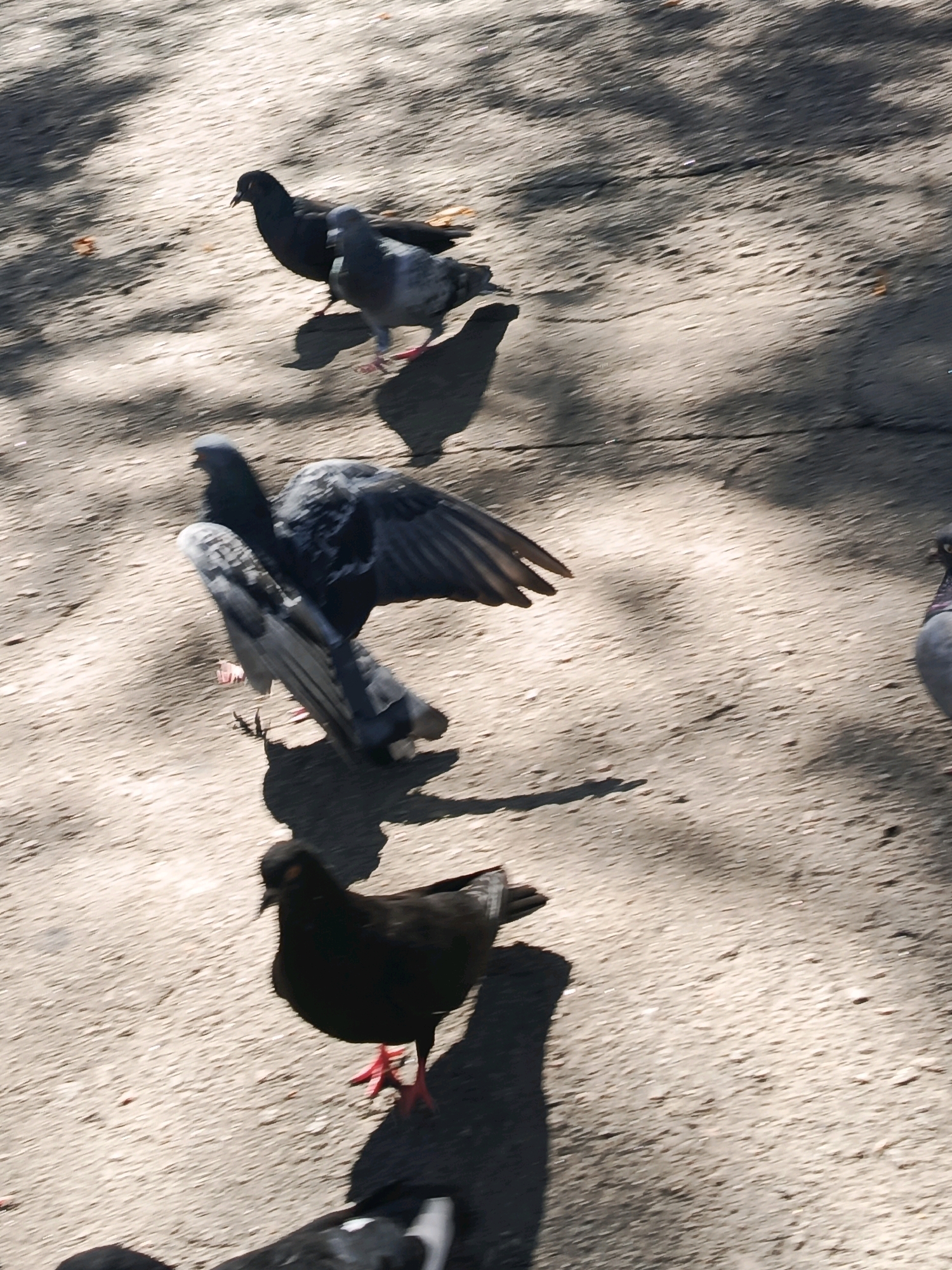 A flock of pigeons is scattered across a dusty, sun-dappled ground, possibly a park or sidewalk in an urban setting. The birds exhibit varied plumage, with some in shades of gray and others appearing darker. One pigeon in the foreground is predominantly black with bright red legs, captured mid-stride. Another pigeon, slightly behind and to the left, is a mottled gray and white, with its wings partially spread as if preparing to take flight or having just landed. The ground is textured and uneven, with dappled shadows cast from unseen trees, indicating it is daytime and likely outdoors. The overall impression is one of a common urban scene, with the pigeons engaged in their typical foraging or social behavior.